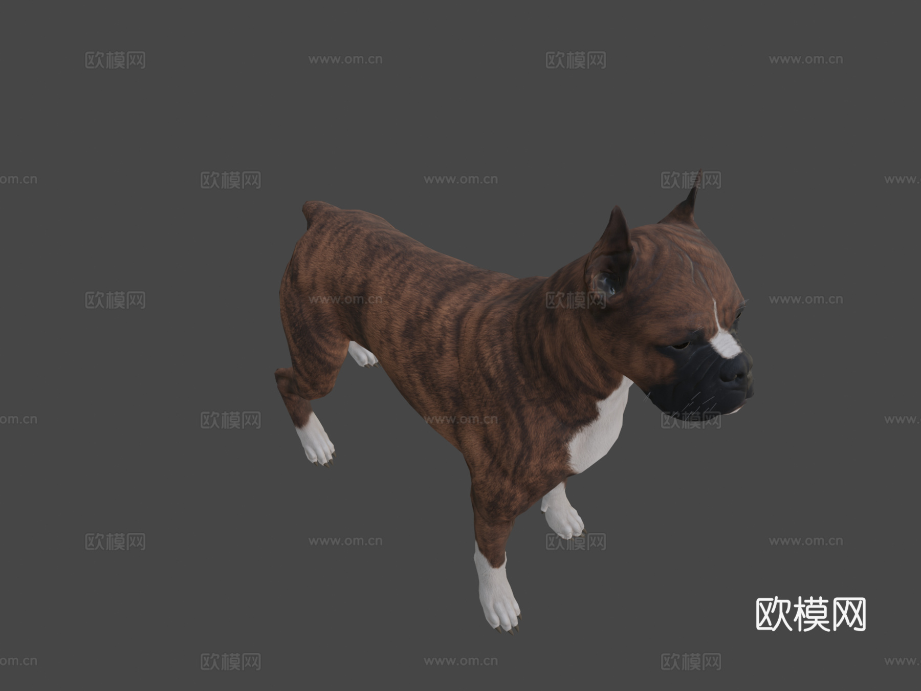 拳师犬3d模型