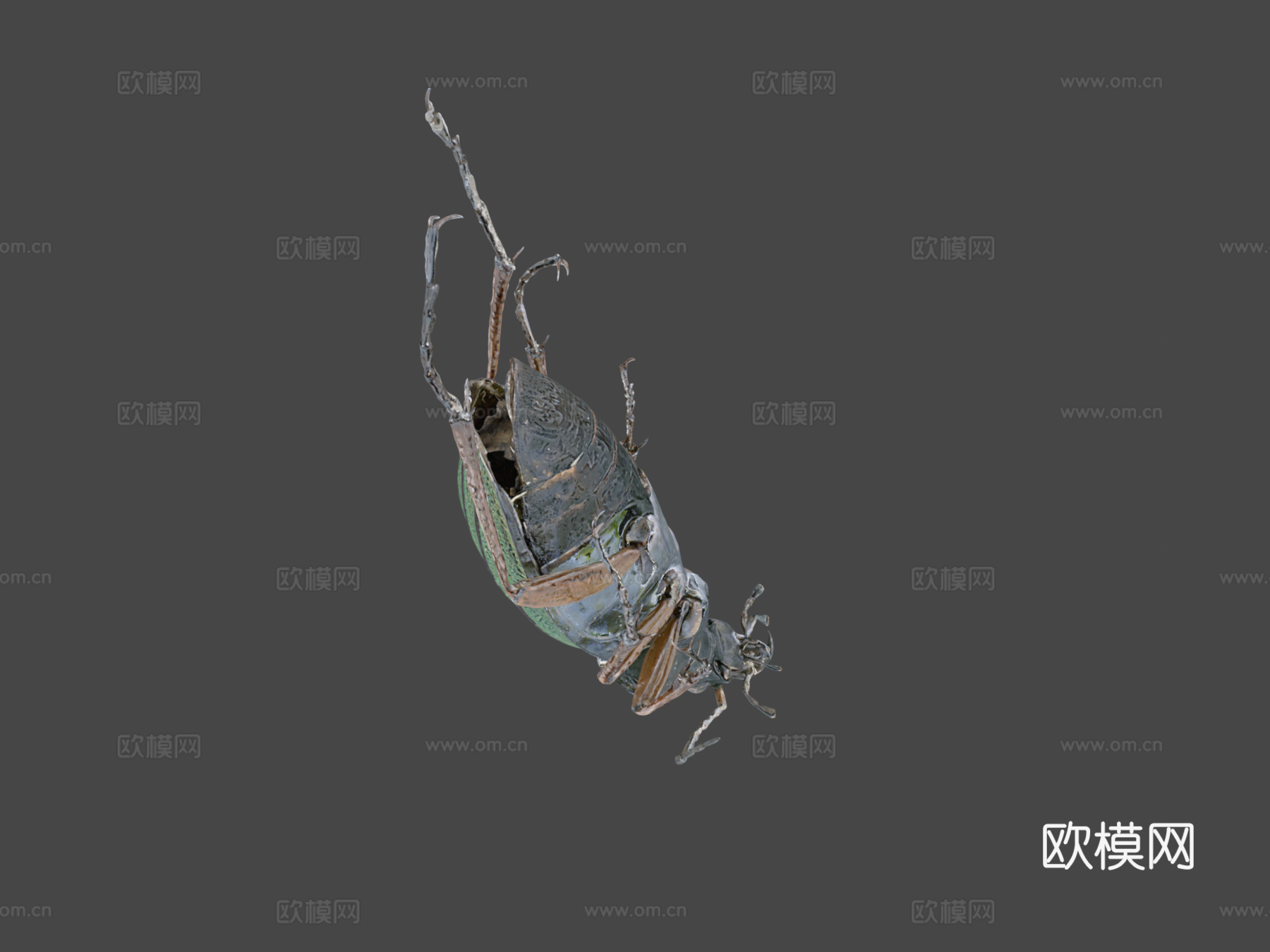 金缘步甲(自然历史数字档案DiNArDa)3d模型