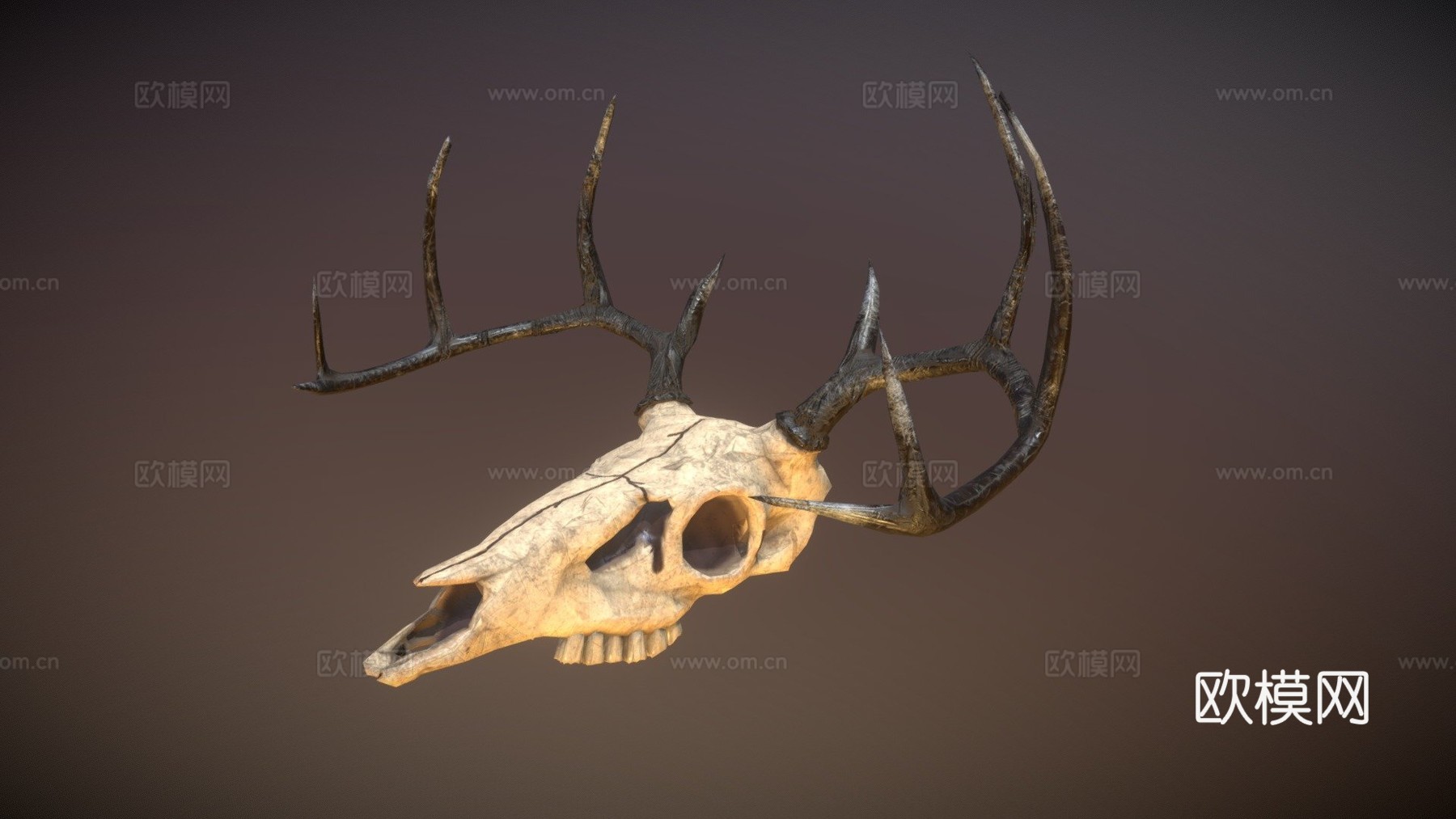 鹿头骨3d模型