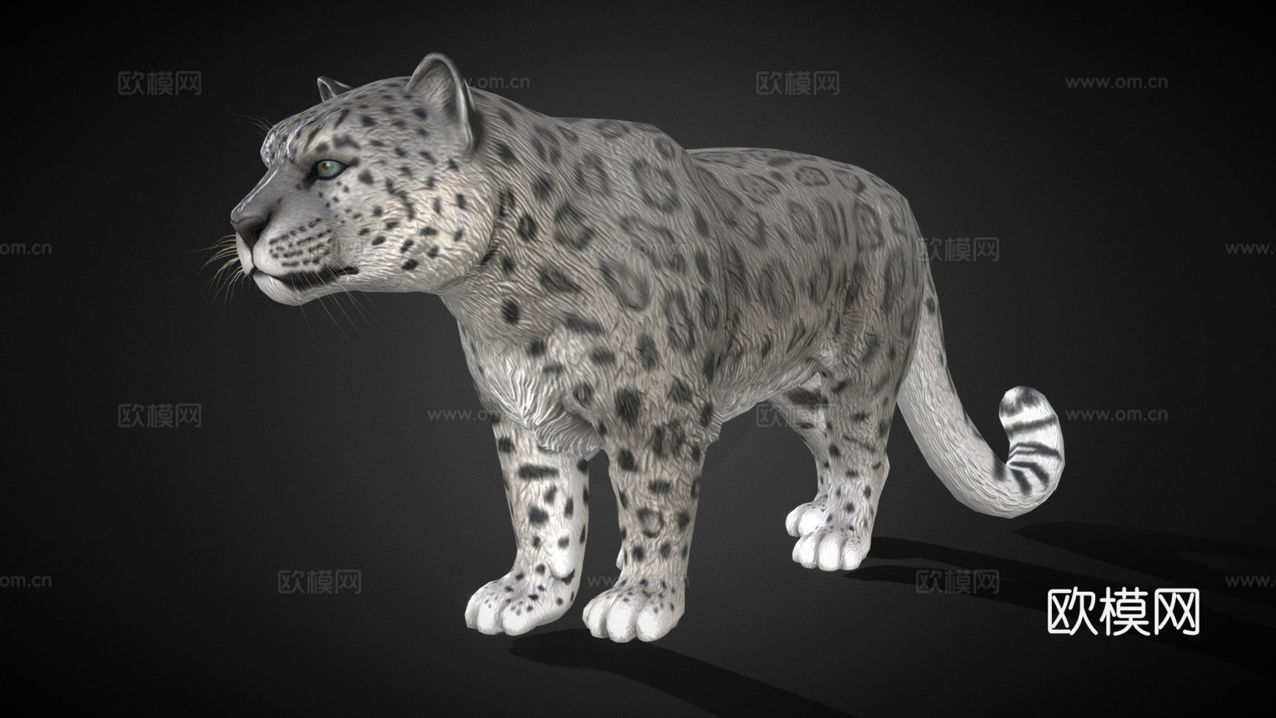 雪豹3d模型