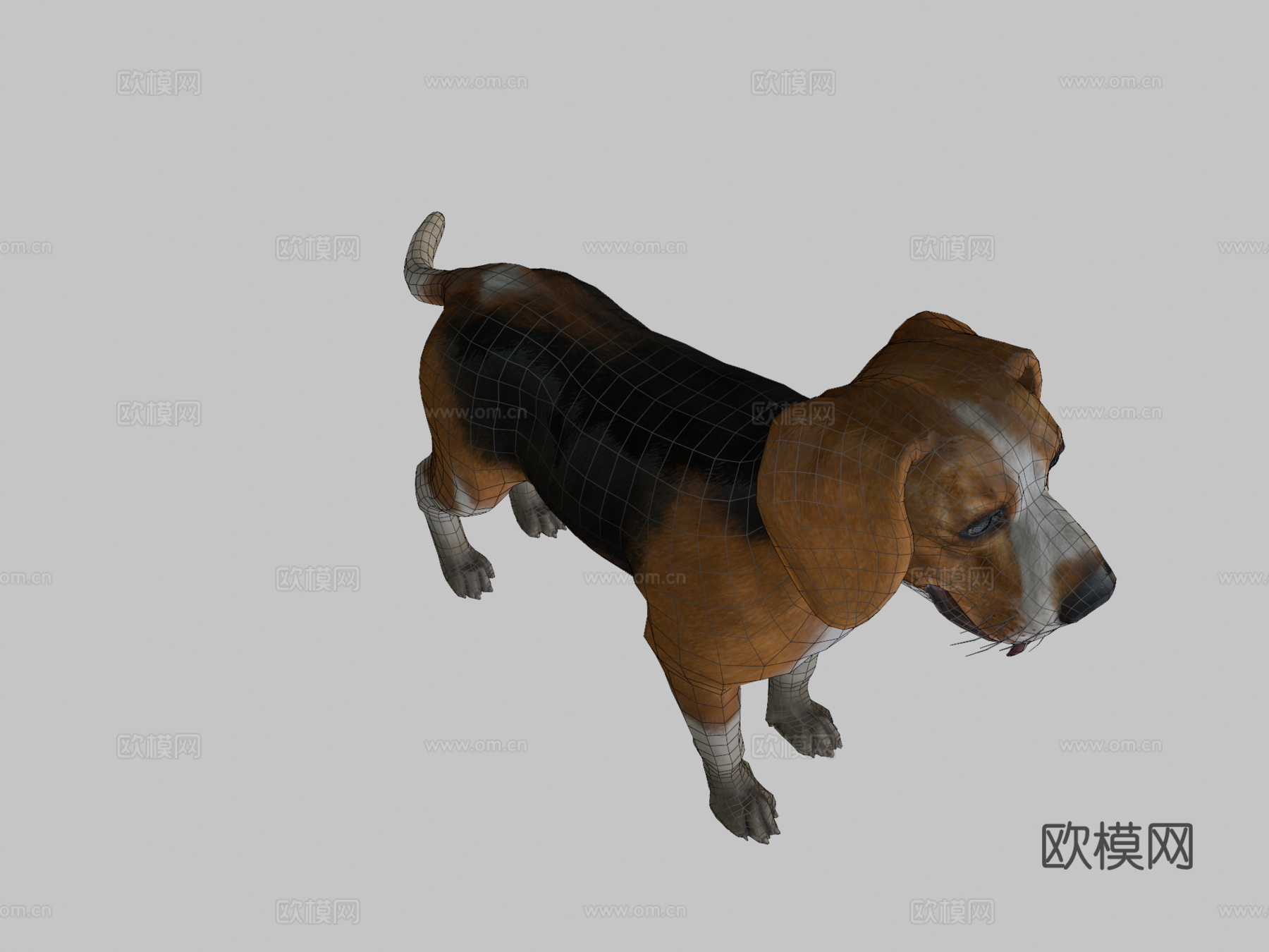 狗-比格犬3d模型
