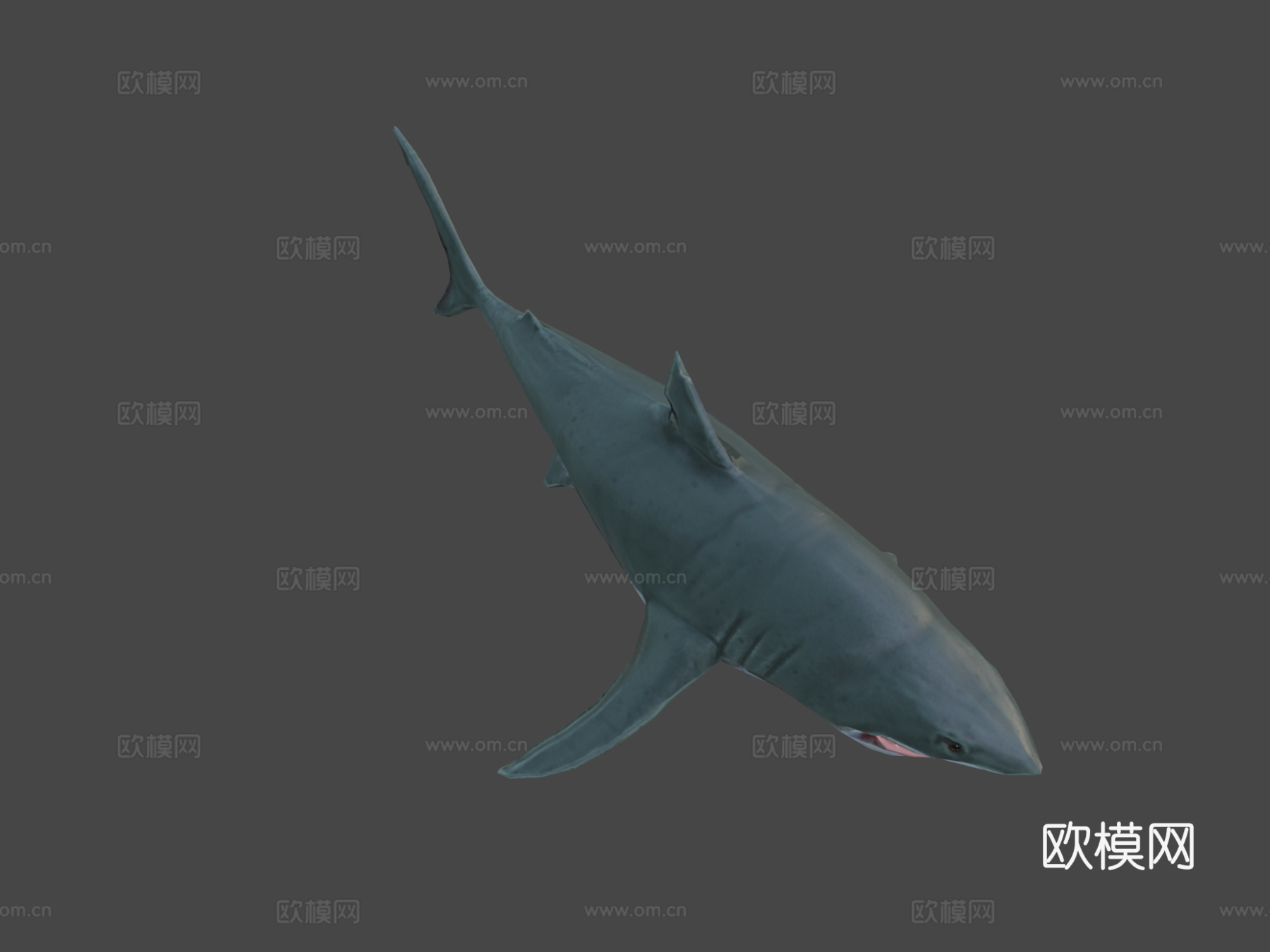大白鲨(马特乌斯·施瓦布)_23d模型