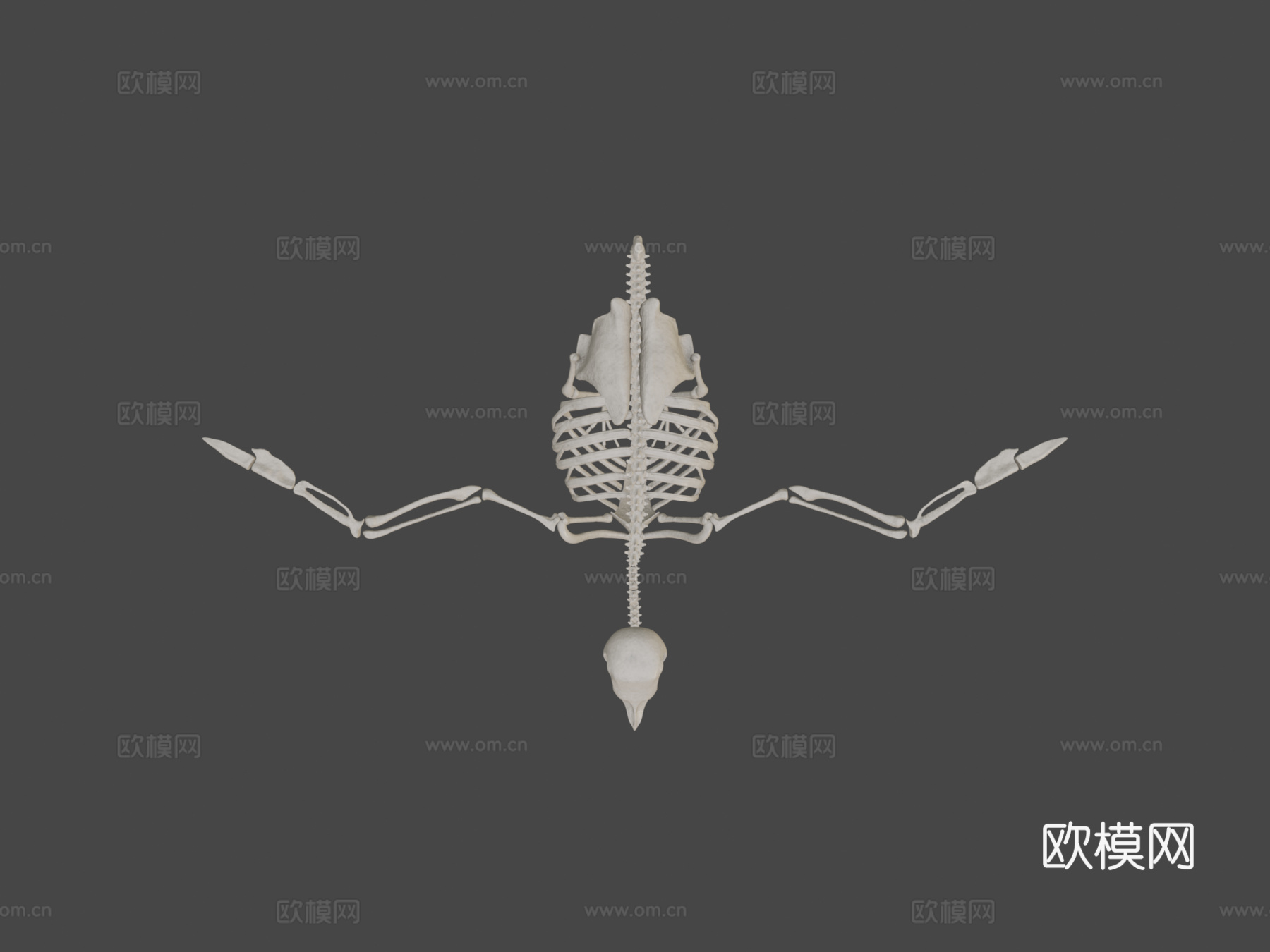 鸽子骨架3d模型