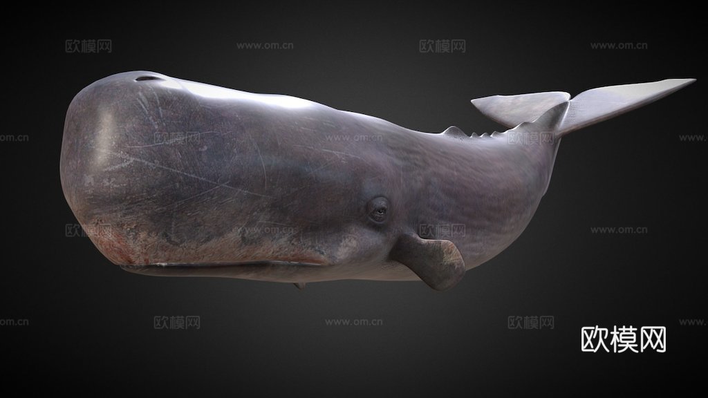 抹香鲸(Physeter Macrocephalous)-精3d模型