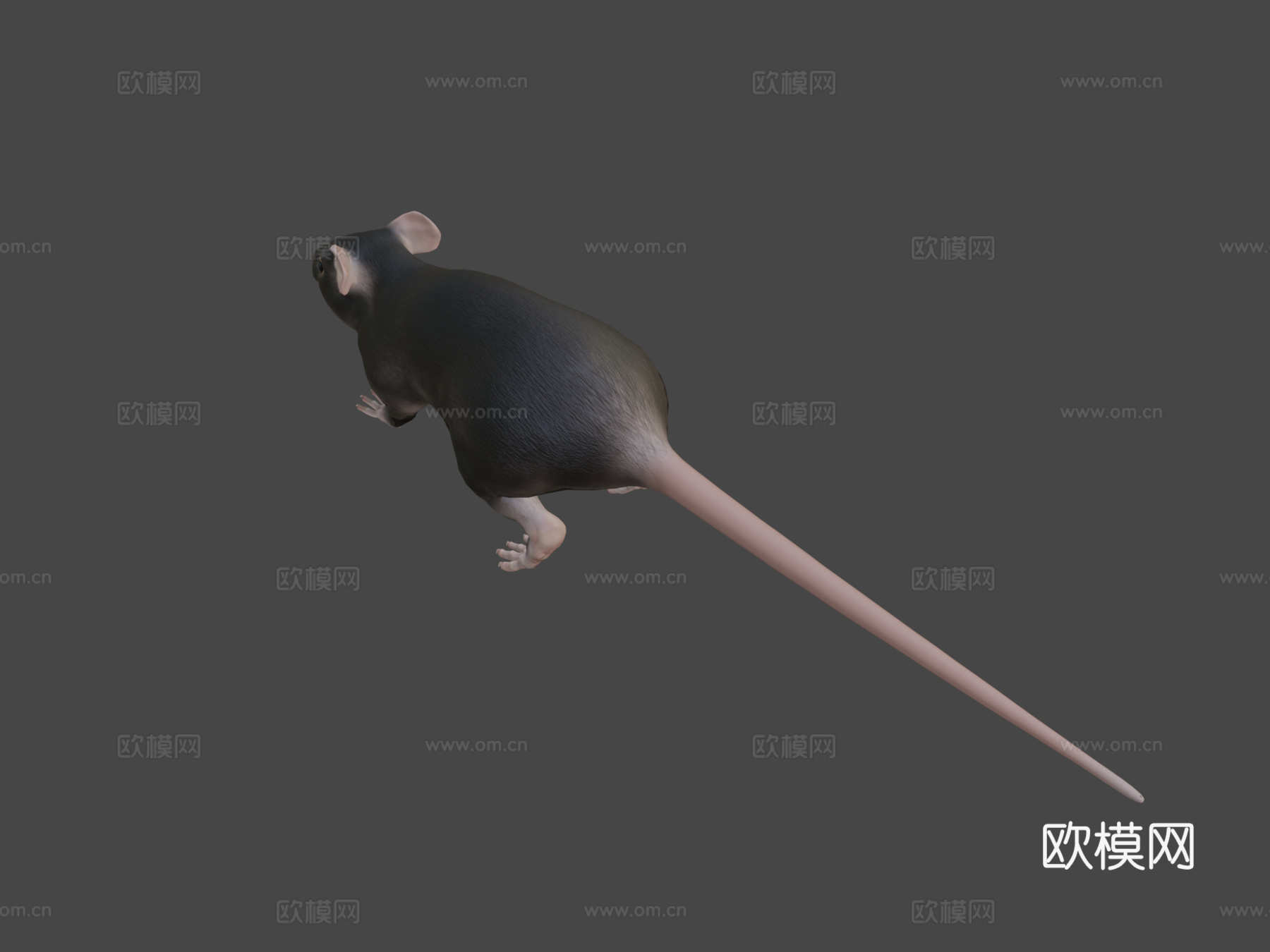 老鼠3d模型