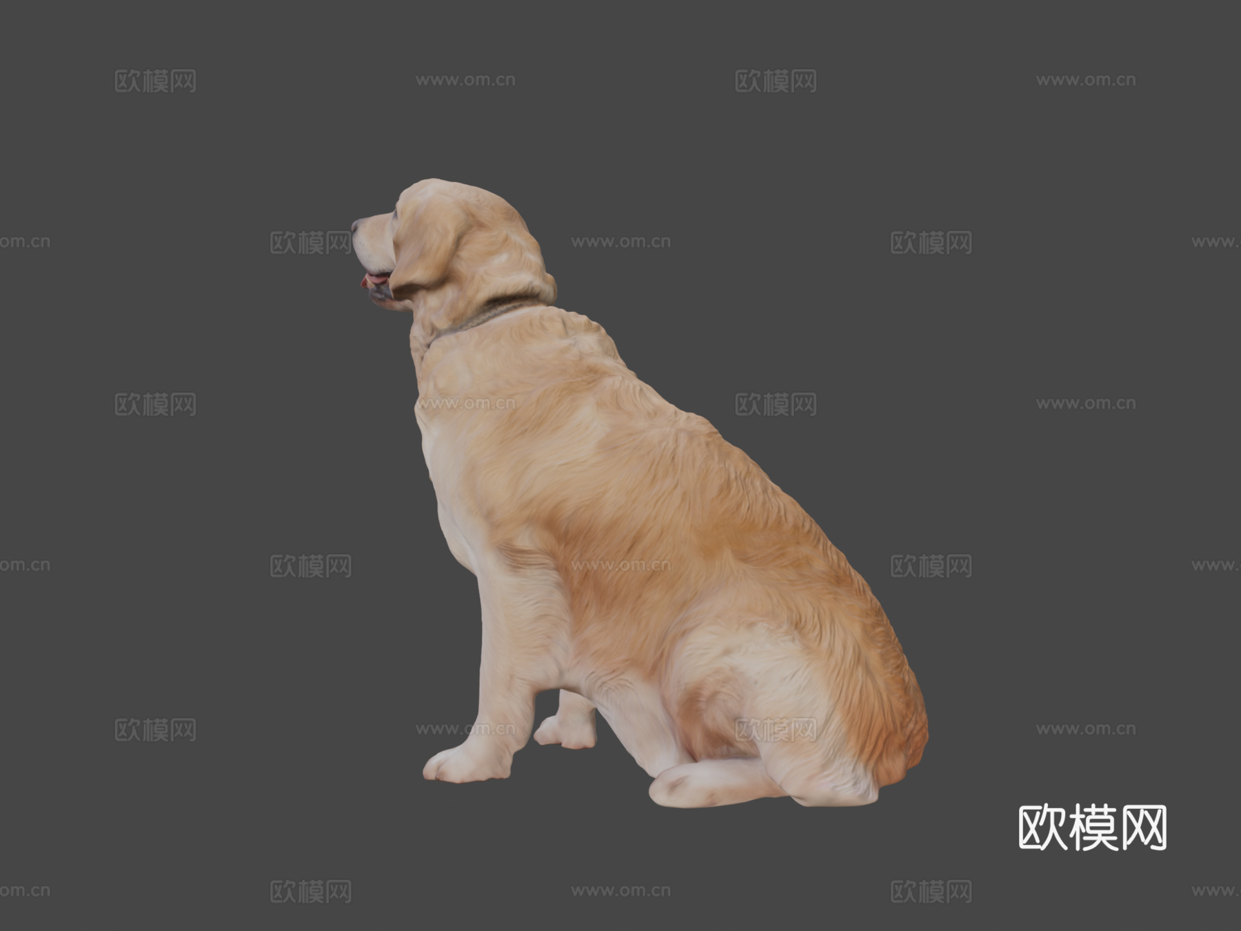 金毛犬23号3d模型