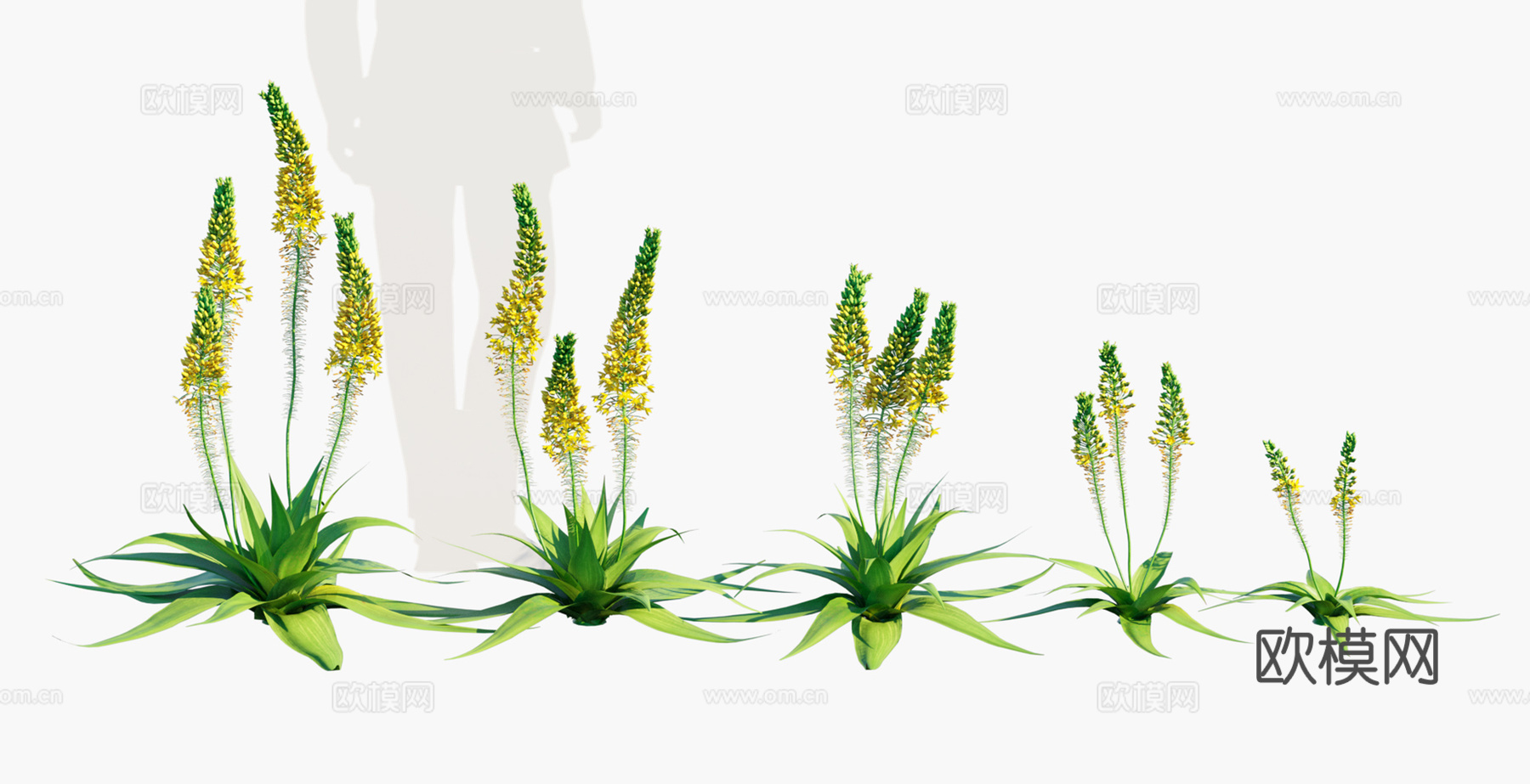 花草组合宽叶贝比草3d模型