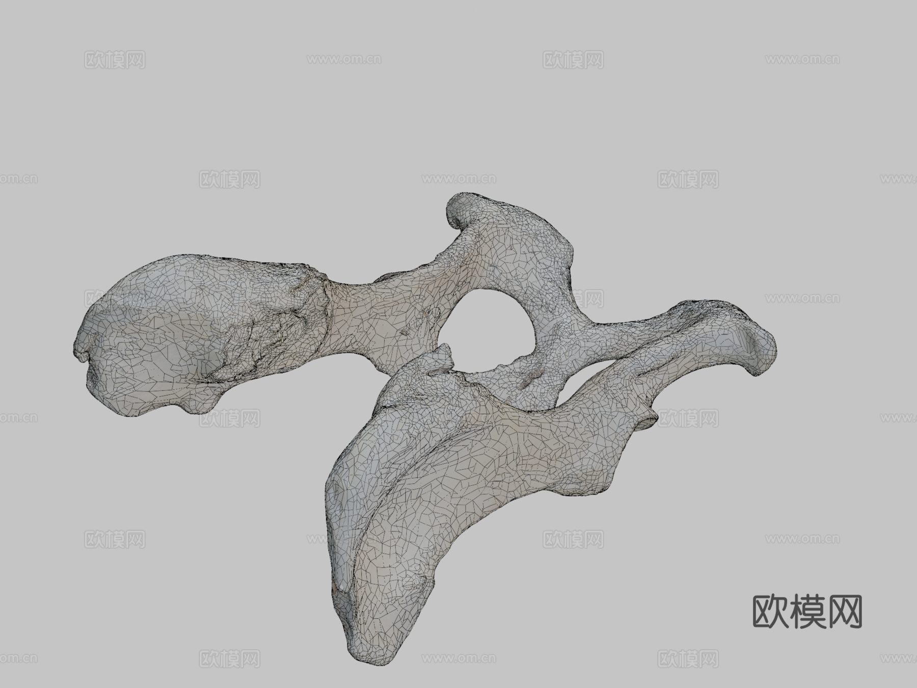 狗盆骨髋骨3d模型