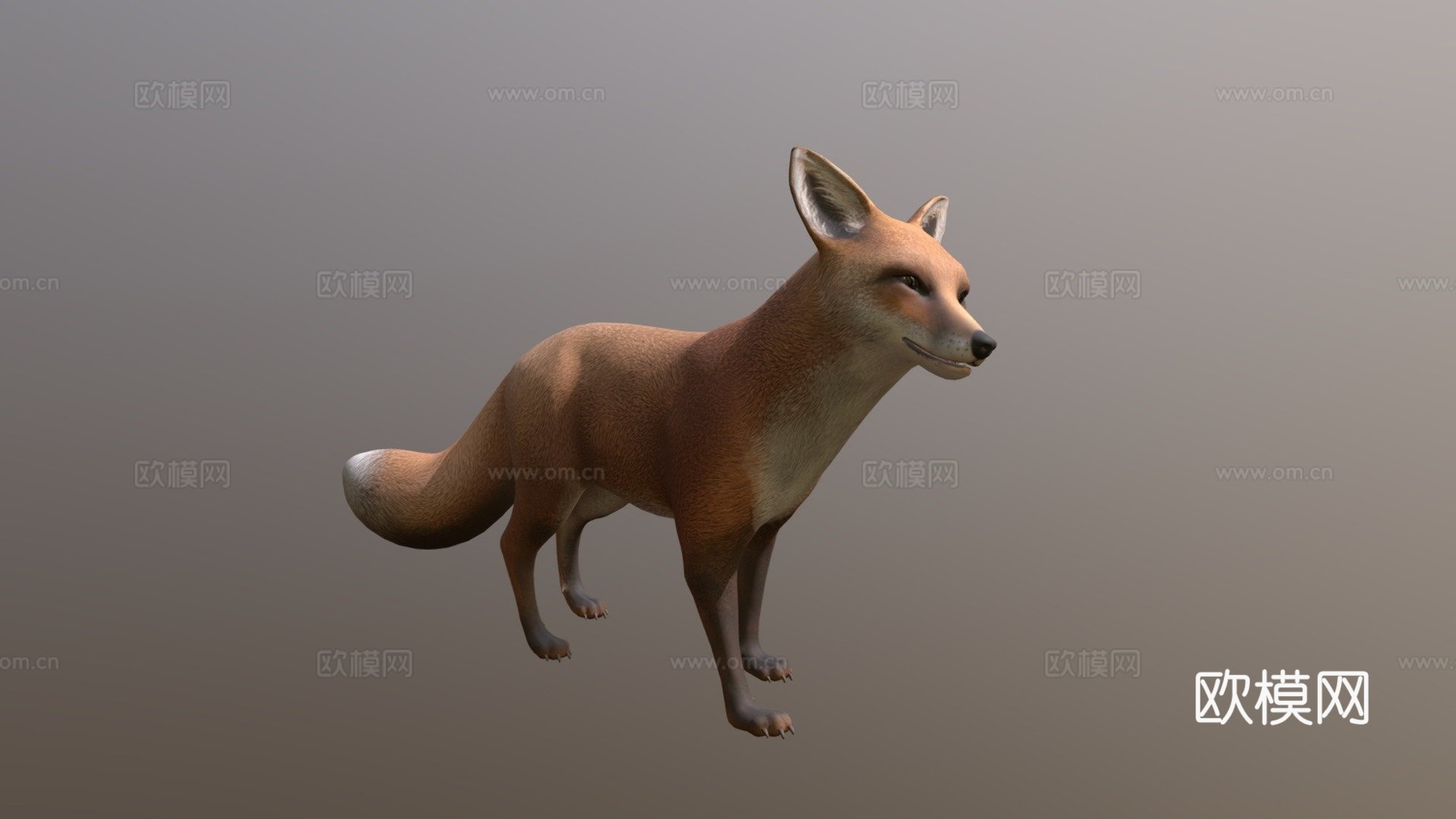 狐狸待机3d模型