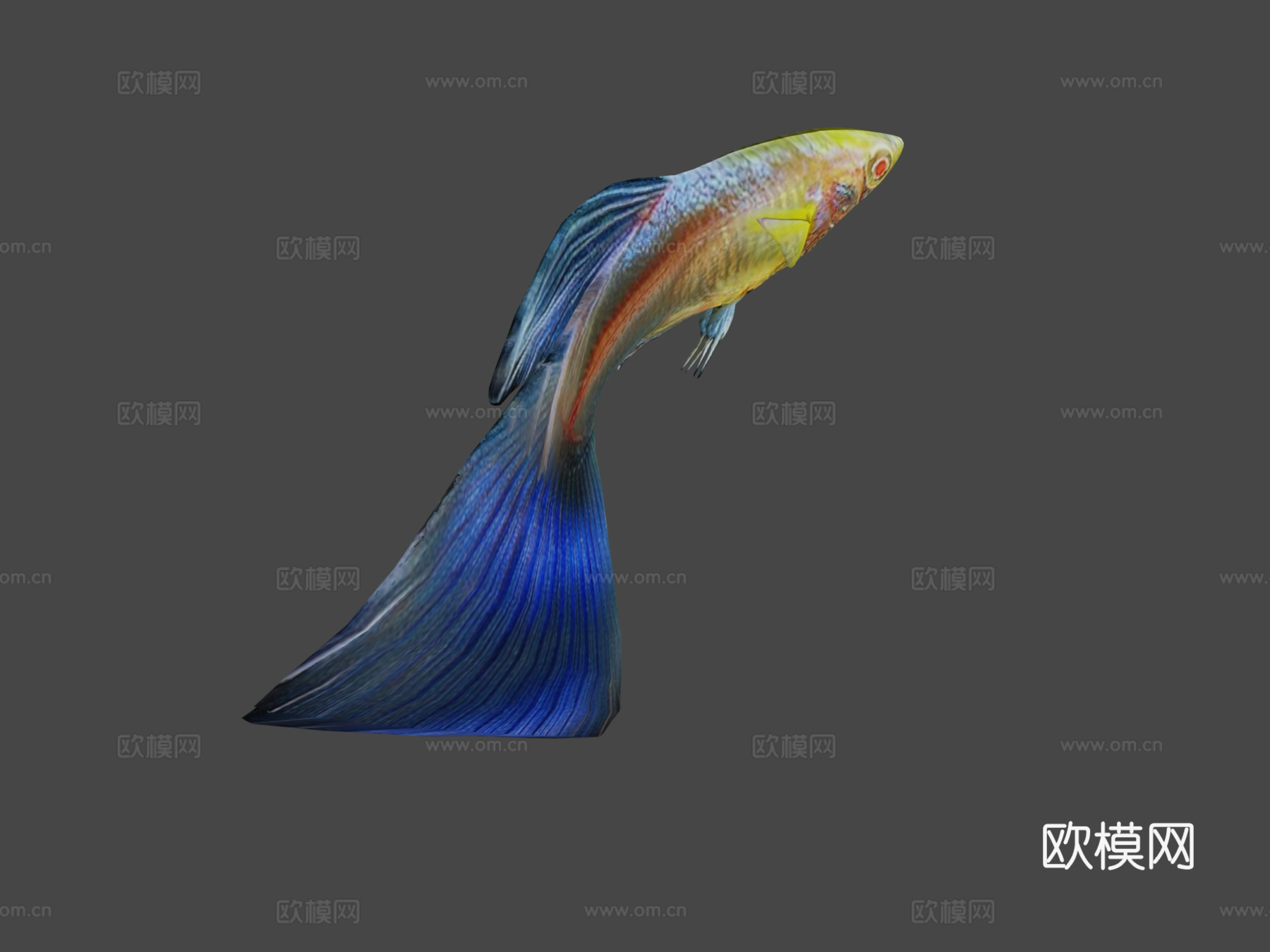 孔雀鱼动画3d模型