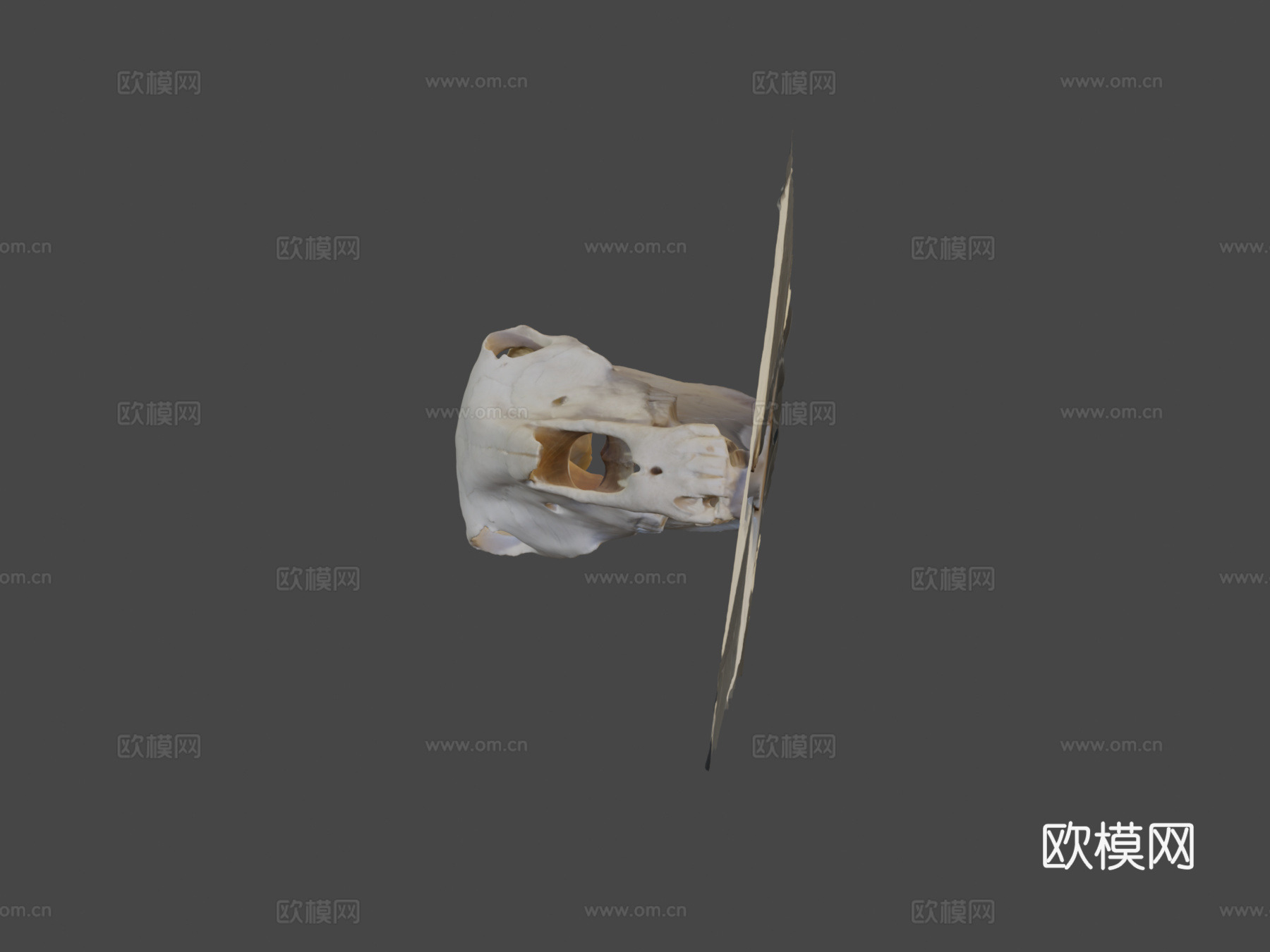 马头骨3d模型