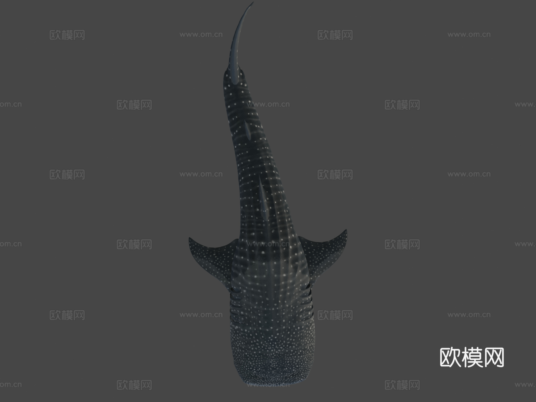 A型-鲸鲨3d模型