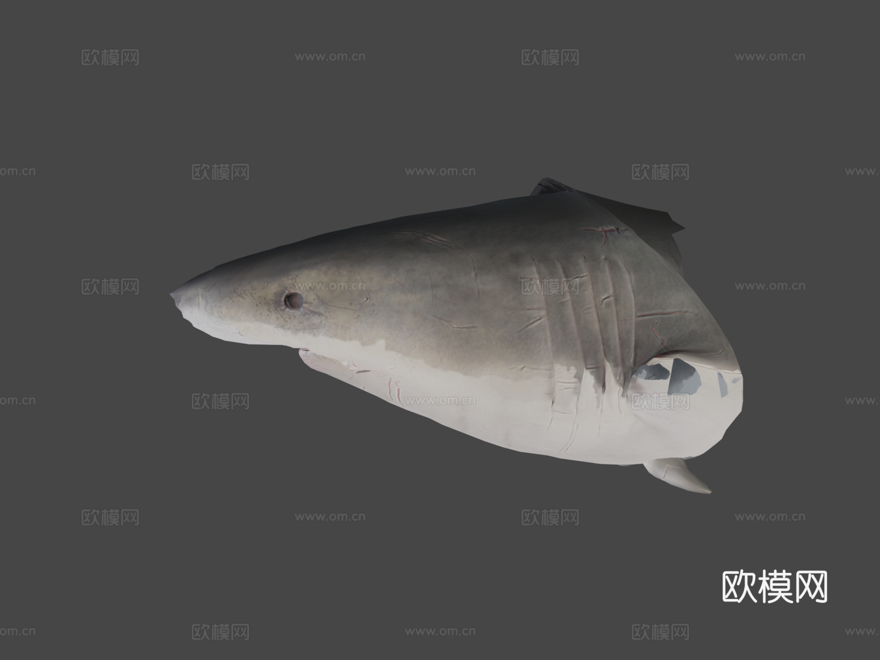 动画游泳大白鲨循环3d模型