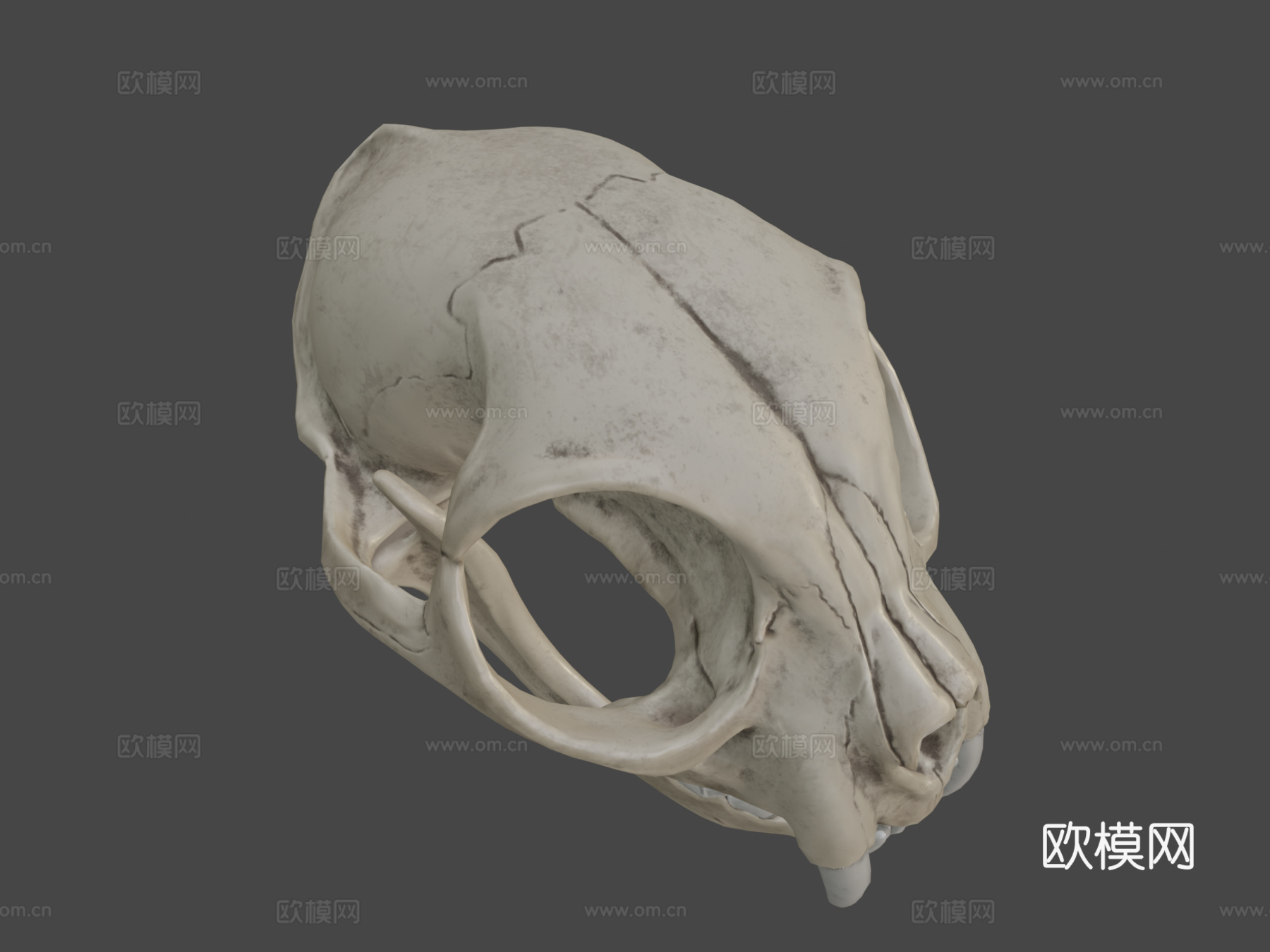 猫头骨3d模型