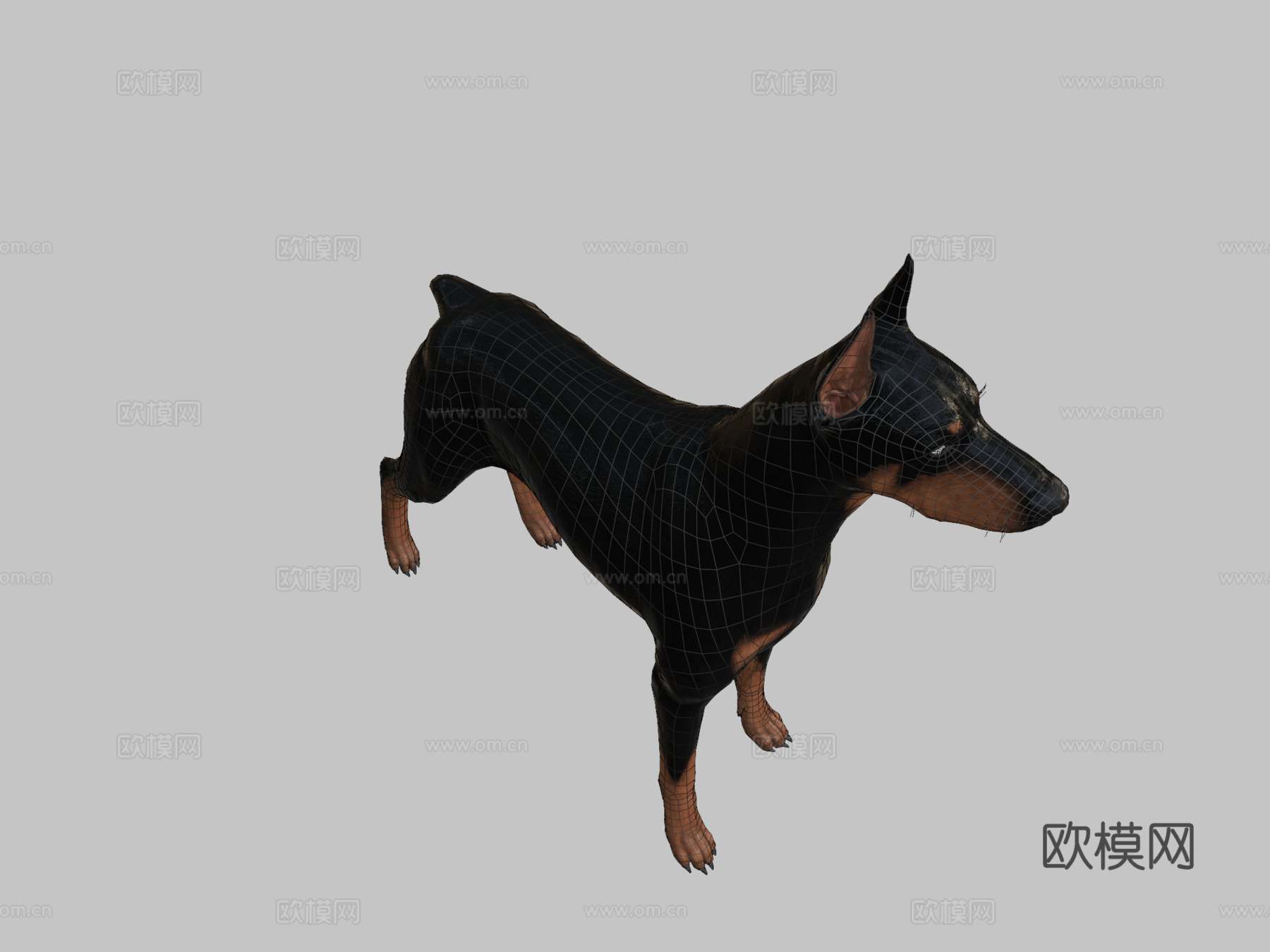 杜宾犬3d模型
