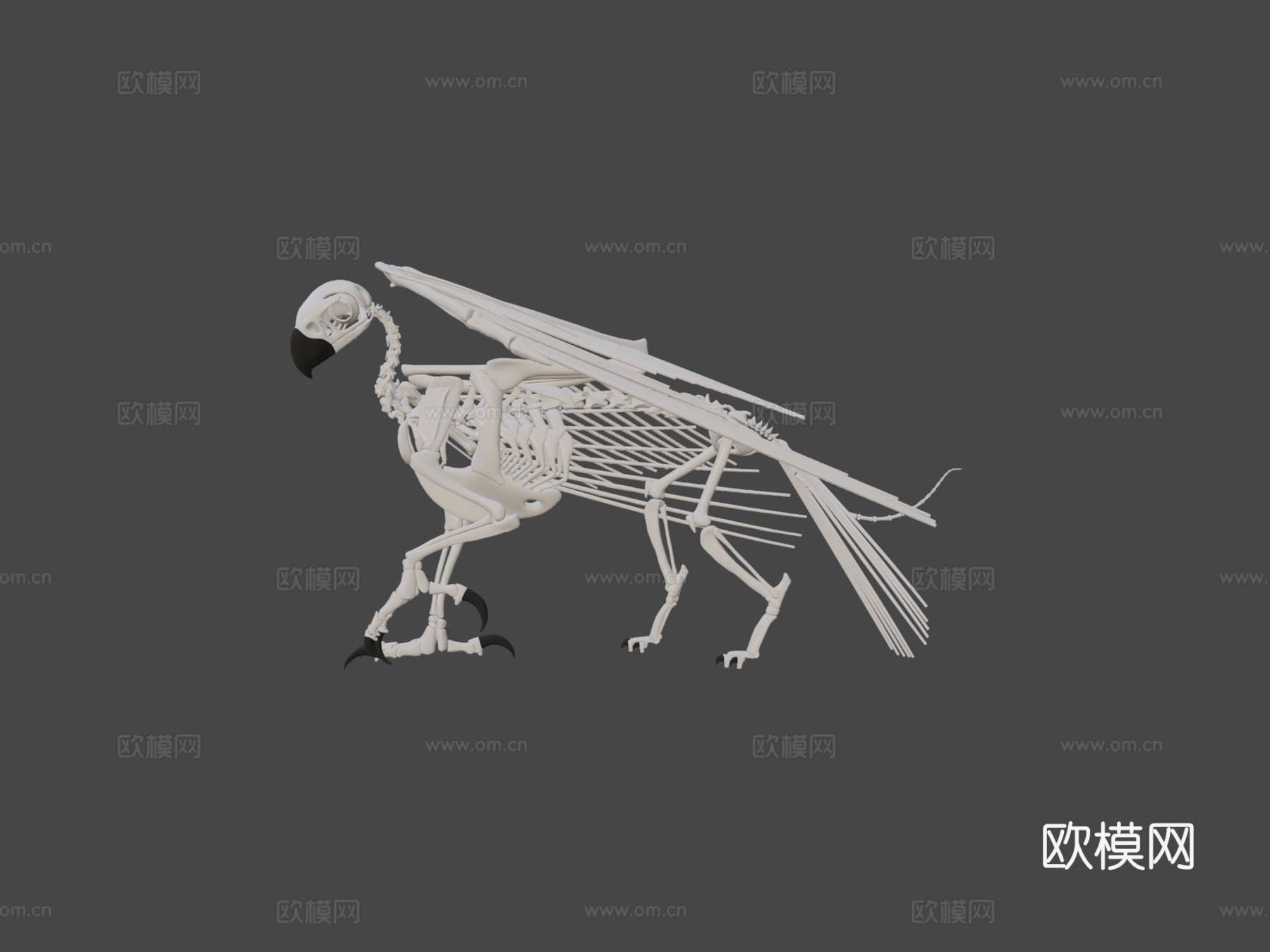 狮鹫骨架3d模型