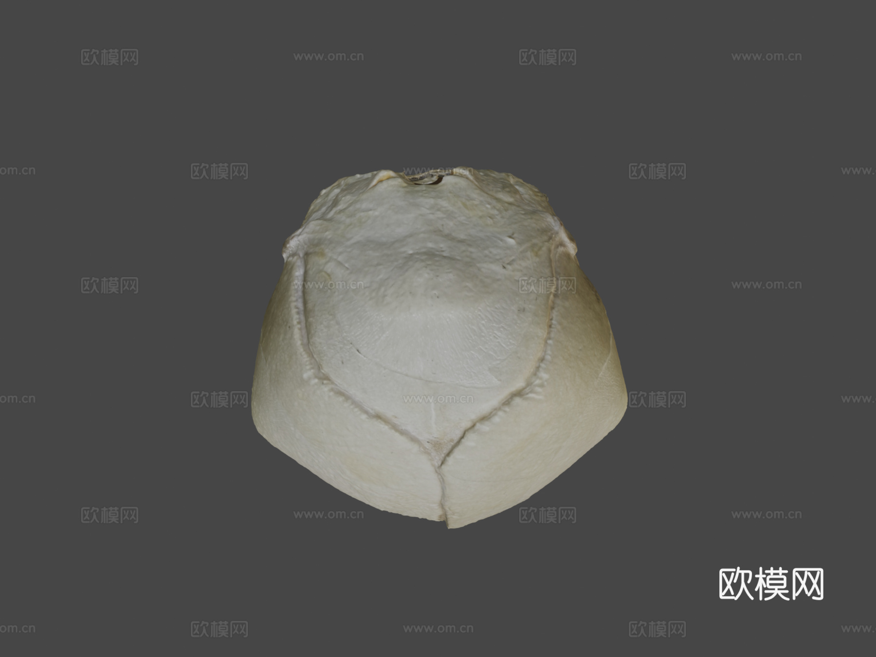人类胎儿头骨3d模型
