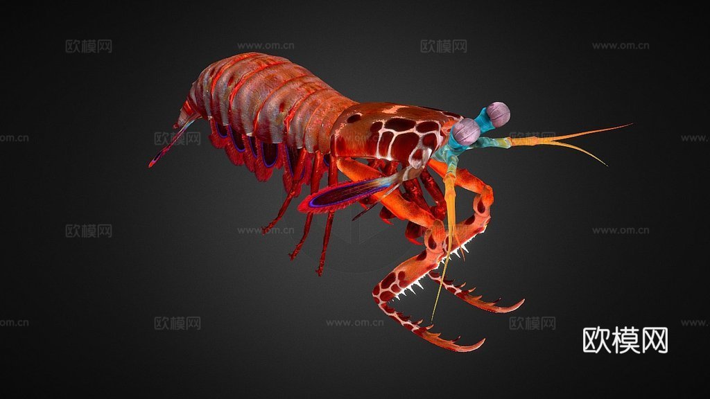 螳螂虾3d模型