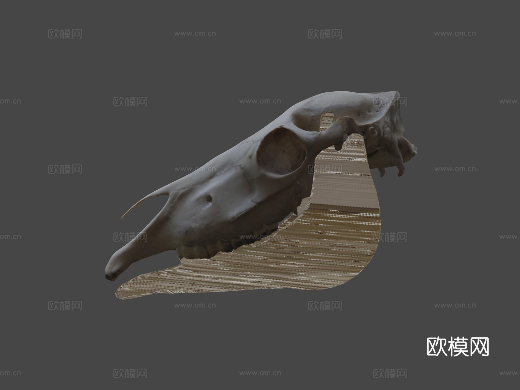 摄影测量马头骨3d模型