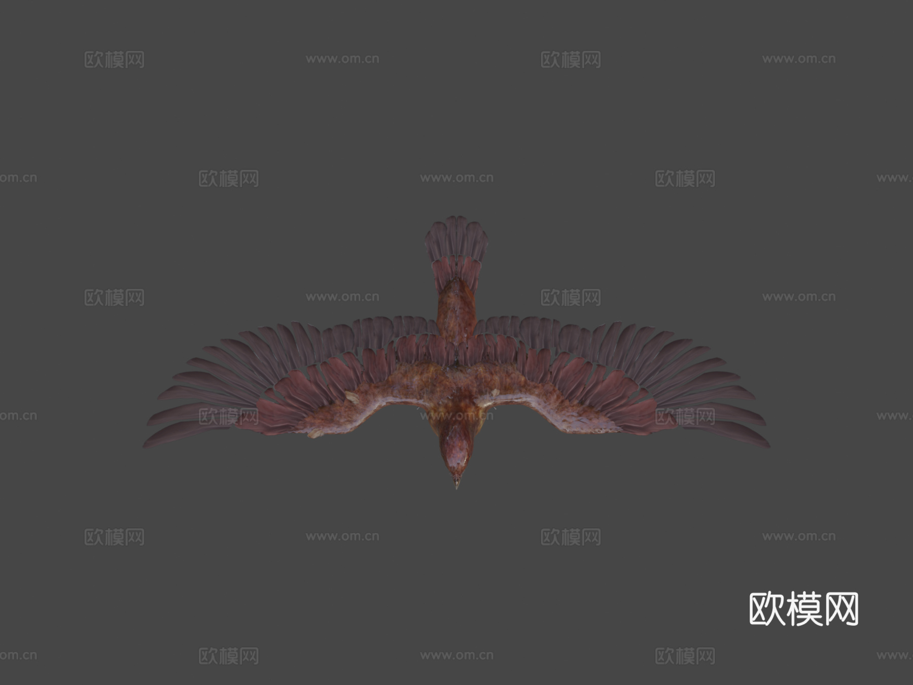 逼真鸟3d模型