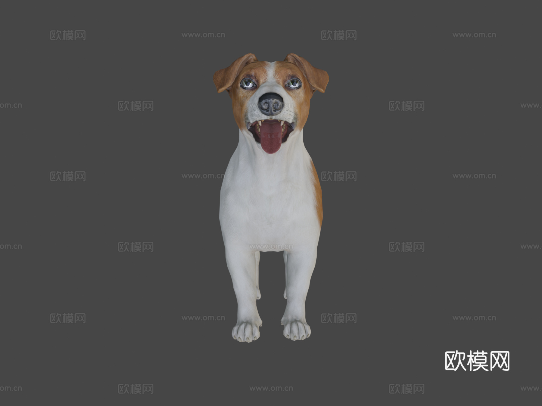 狗-杰克罗素梗犬3d模型