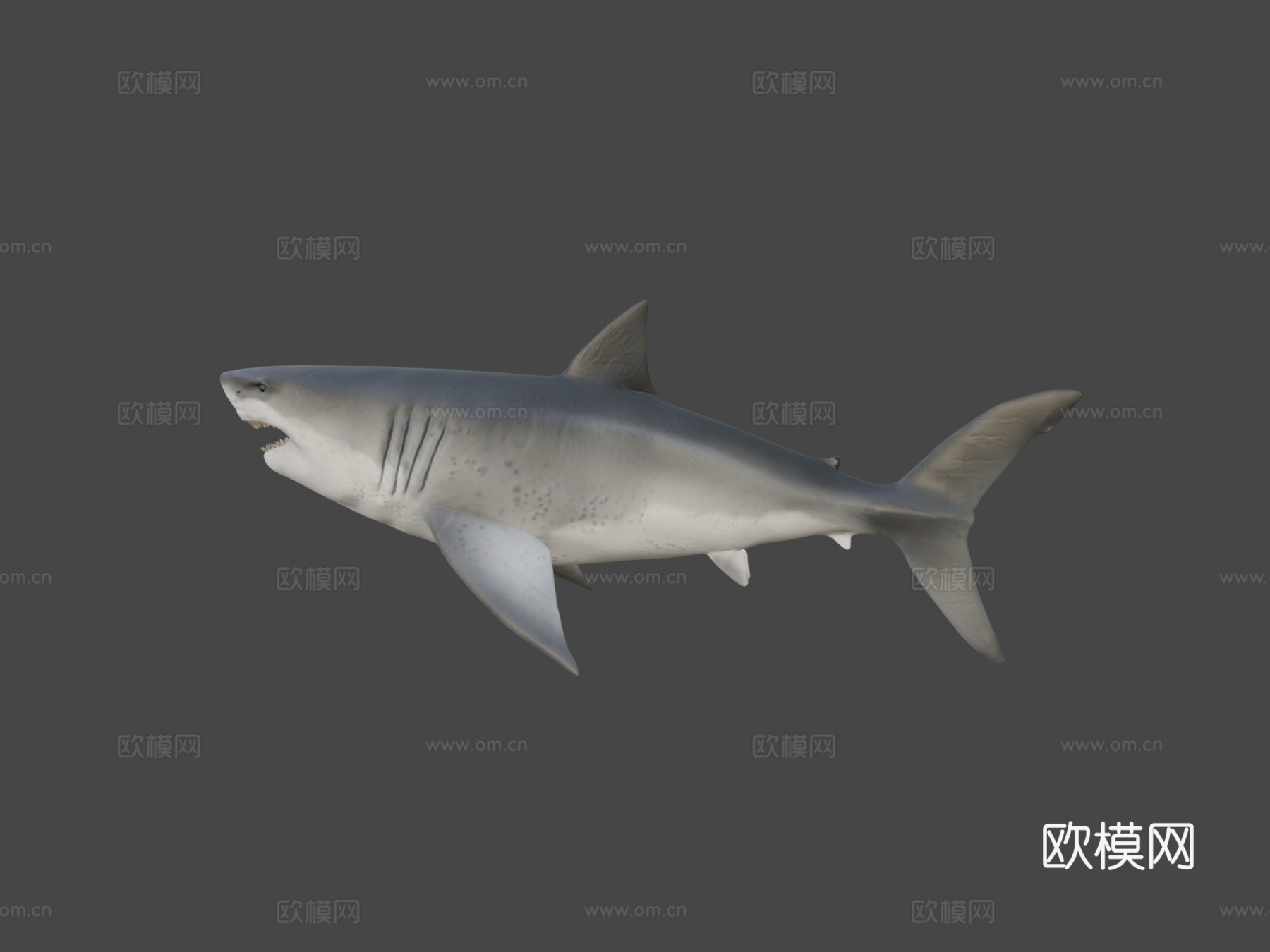 巨齿鲨3d模型