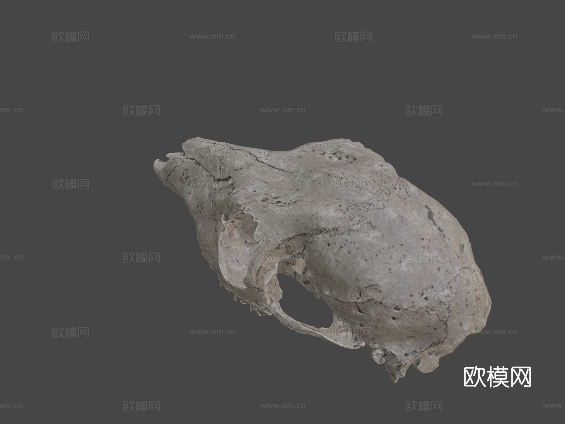 鹿头骨3d模型
