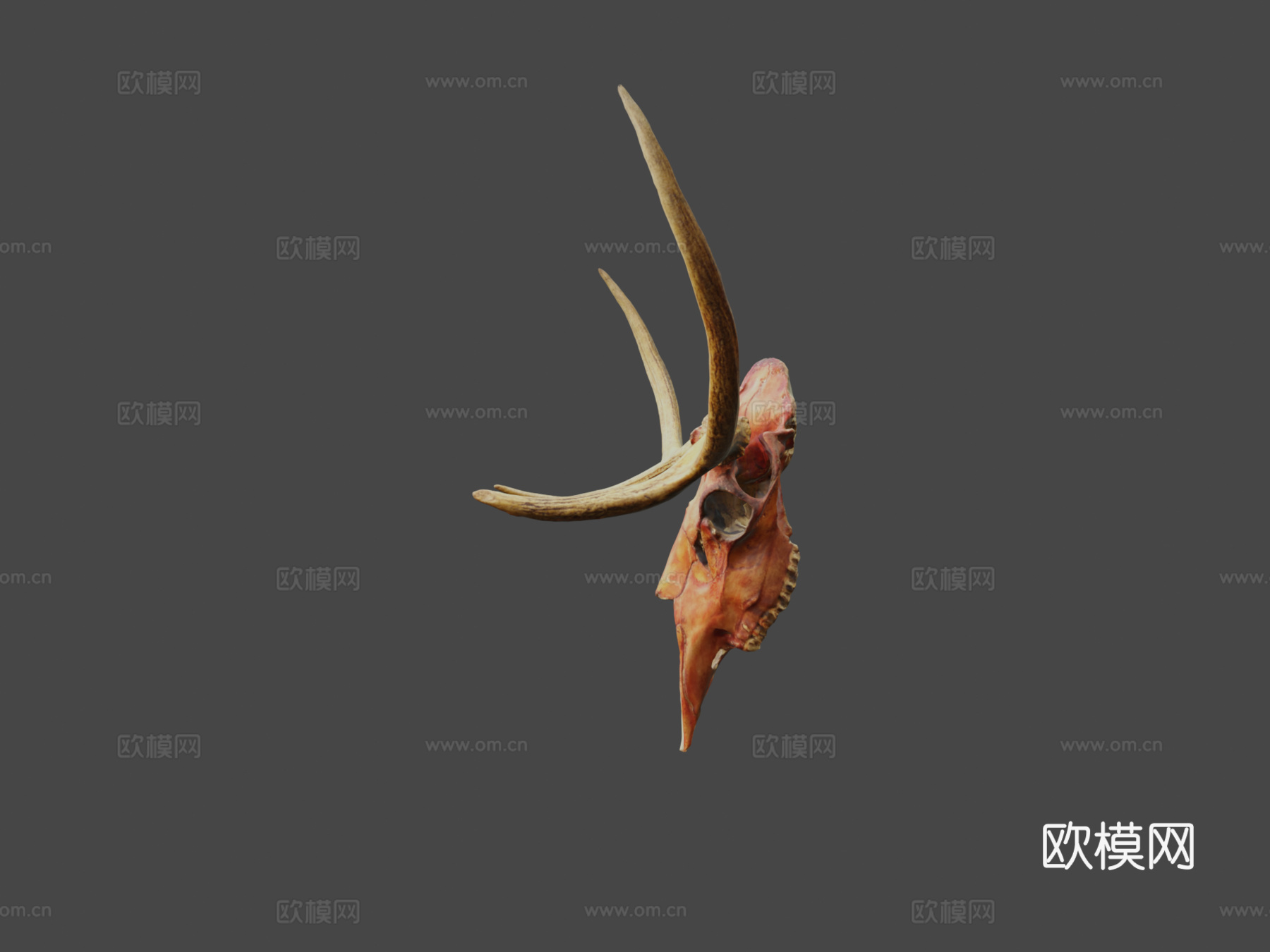 鹿头骨-照片扫描3d模型
