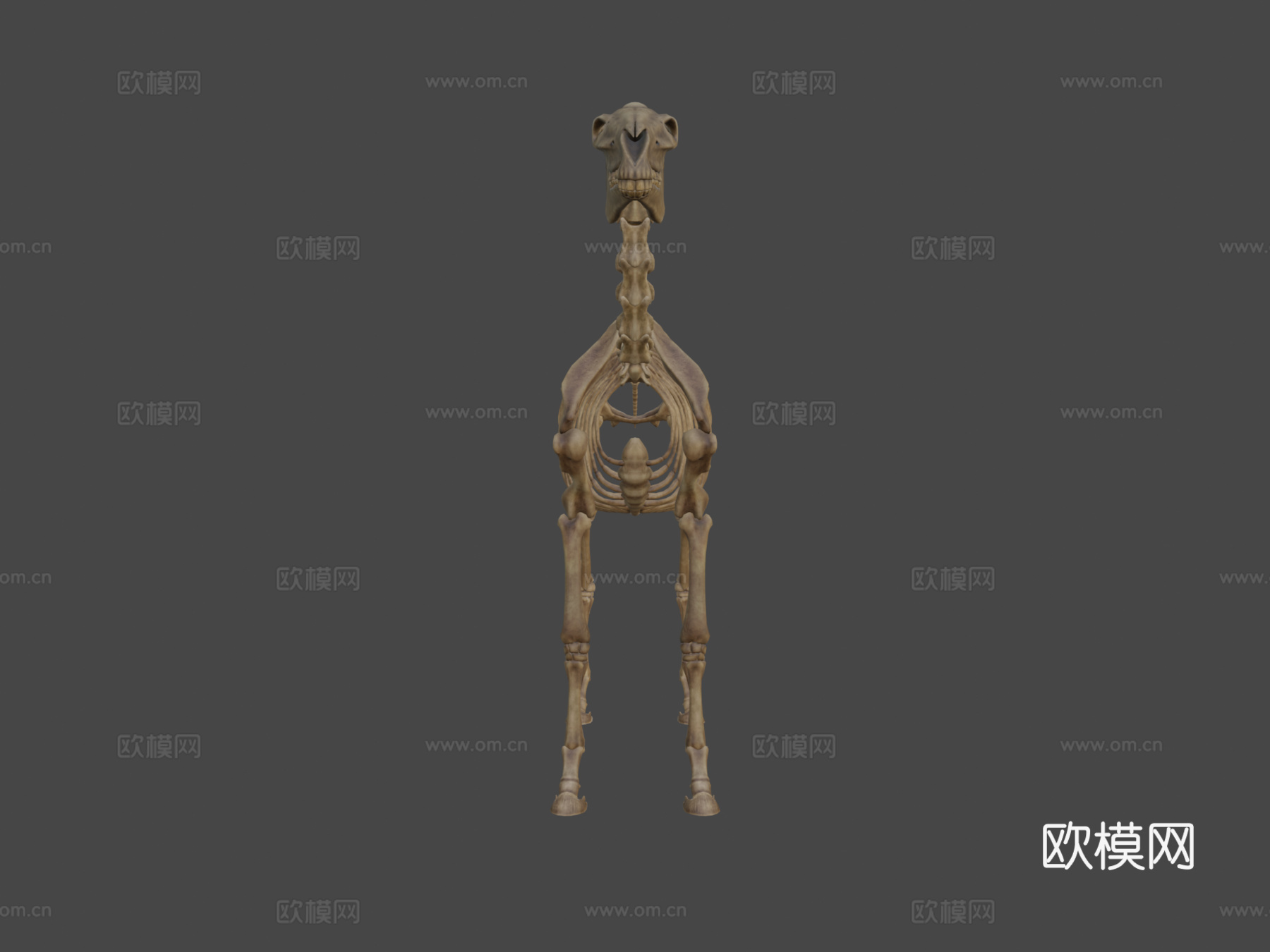 马骨架3d模型