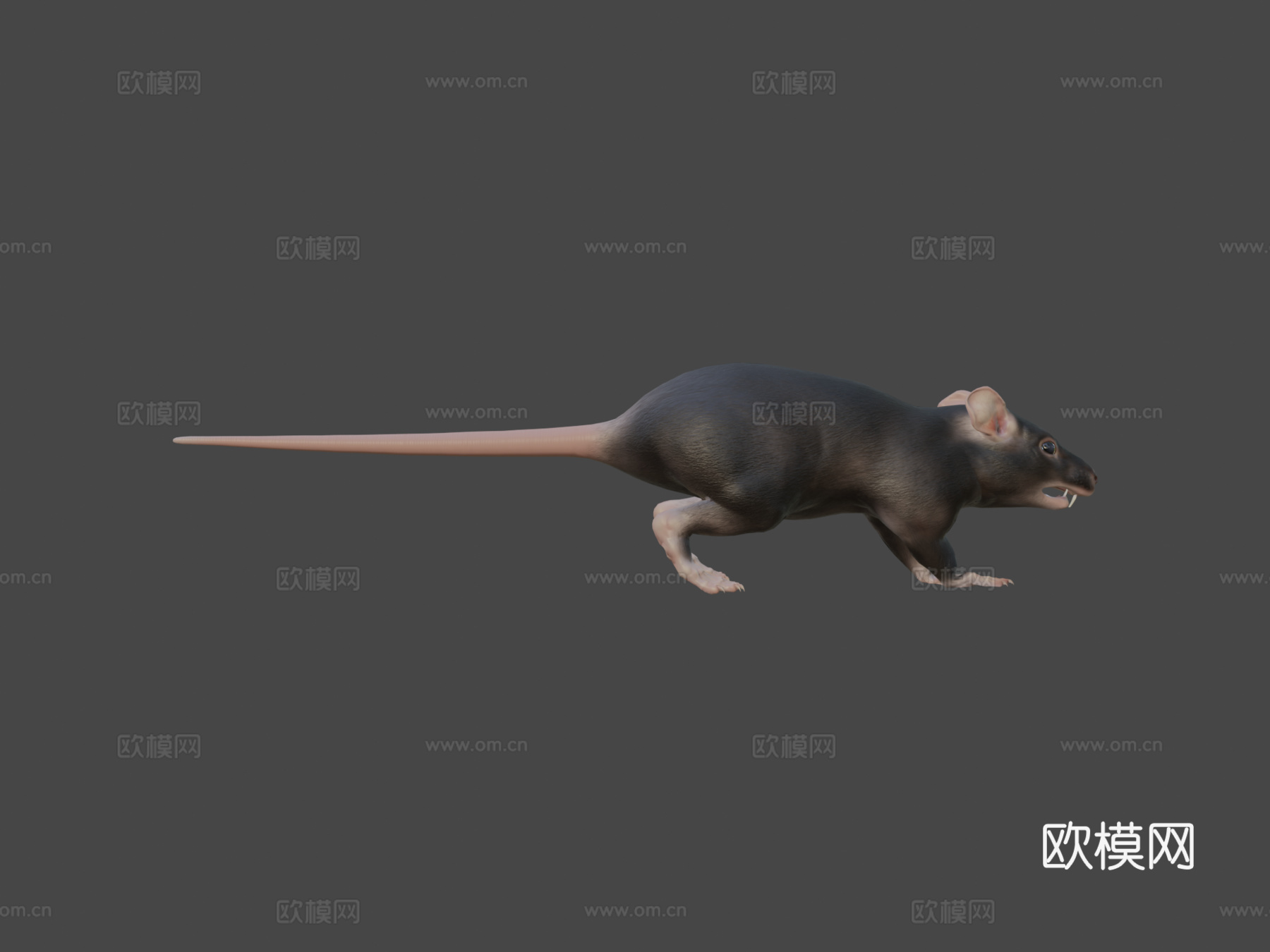 老鼠3d模型
