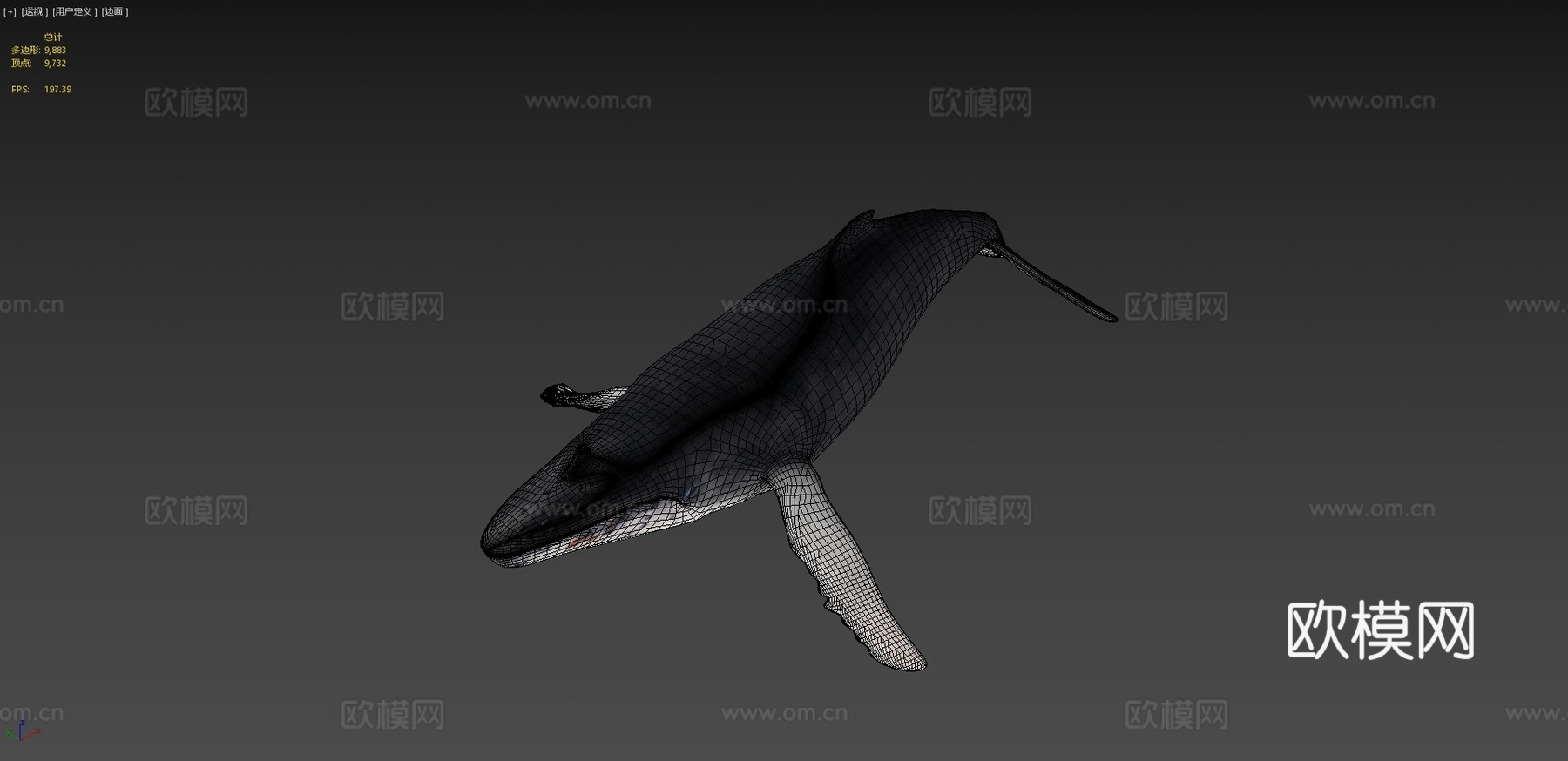 鲸鱼3d模型