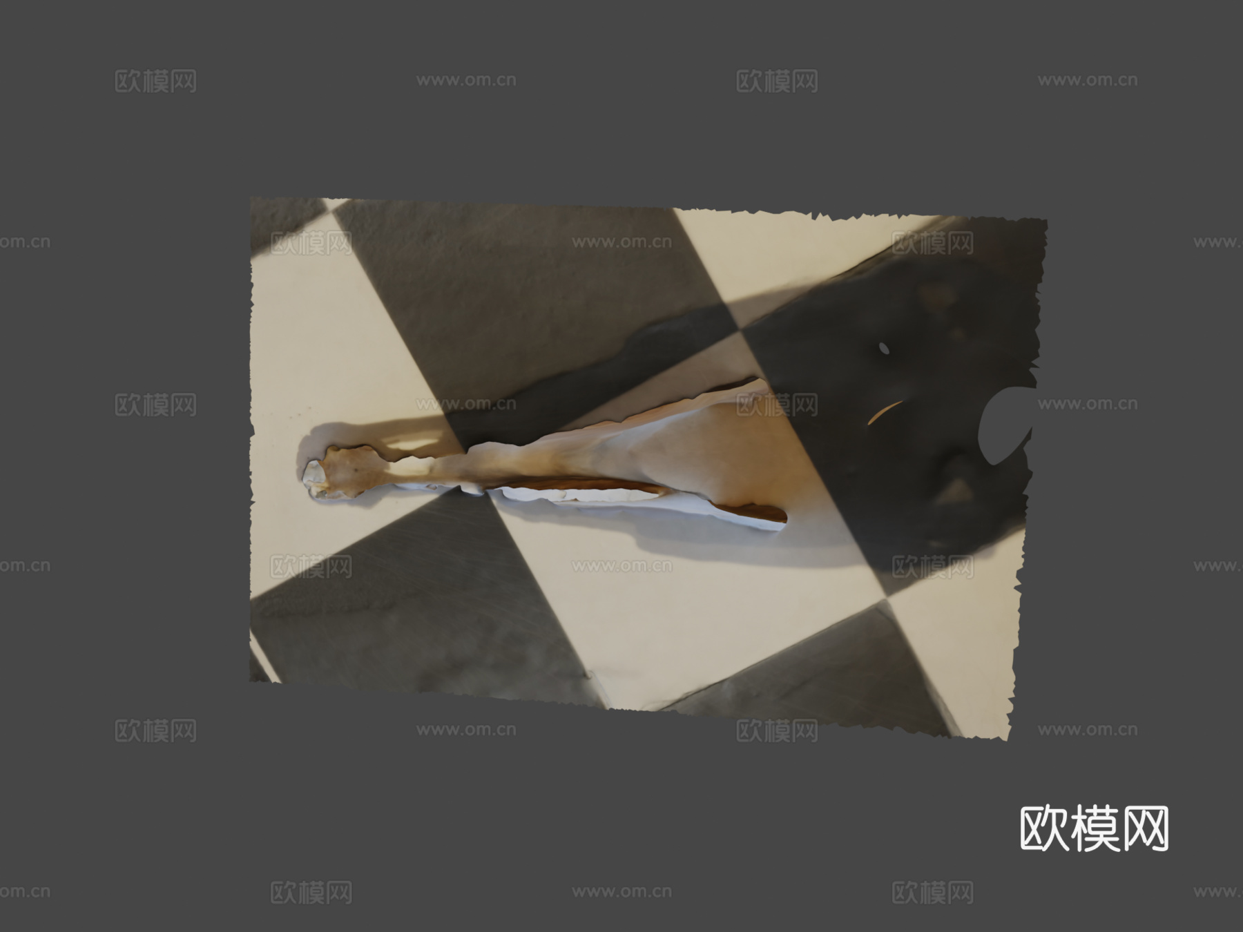 马头骨3d模型