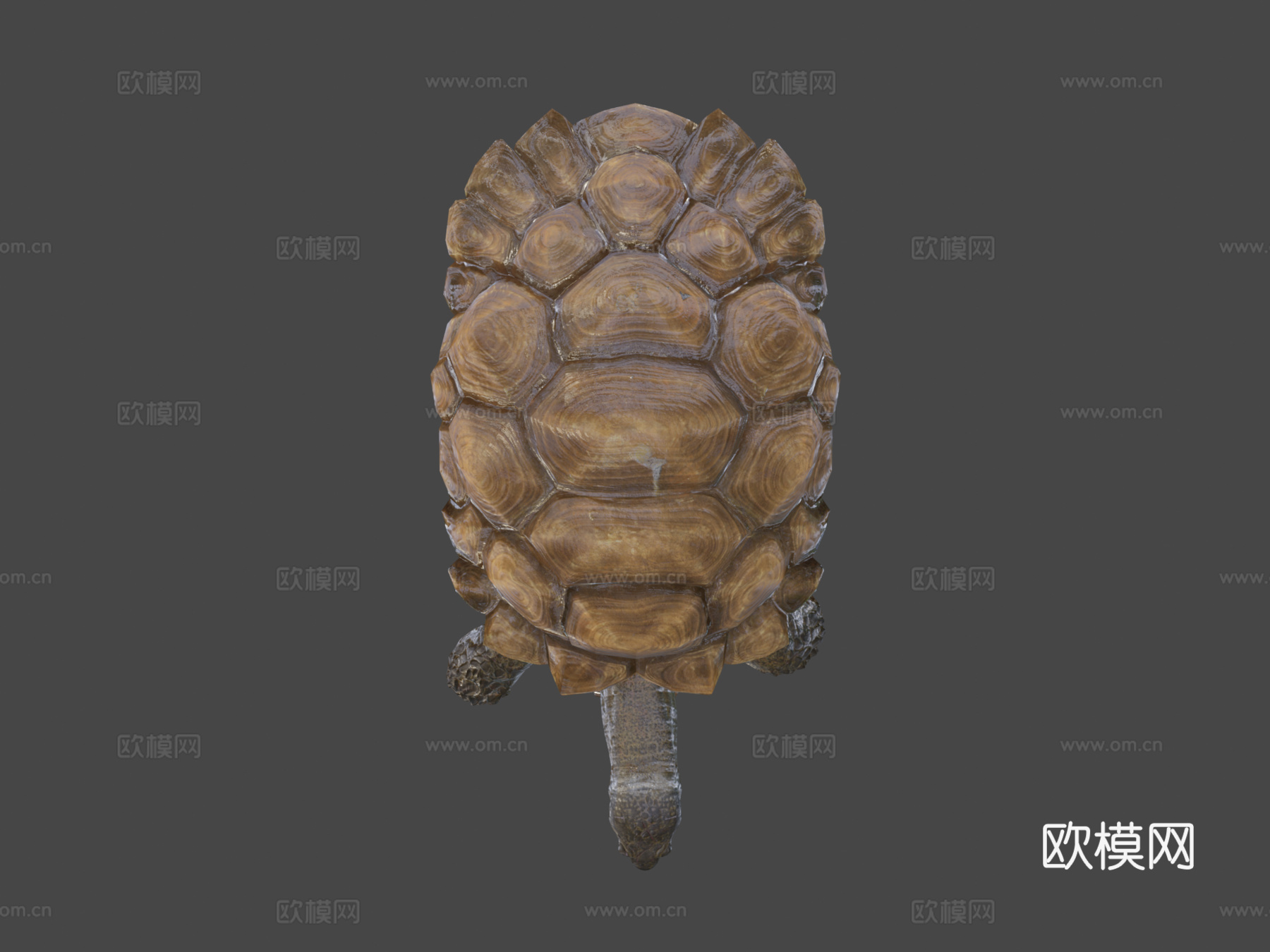 苏卡达陆龟01号3d模型