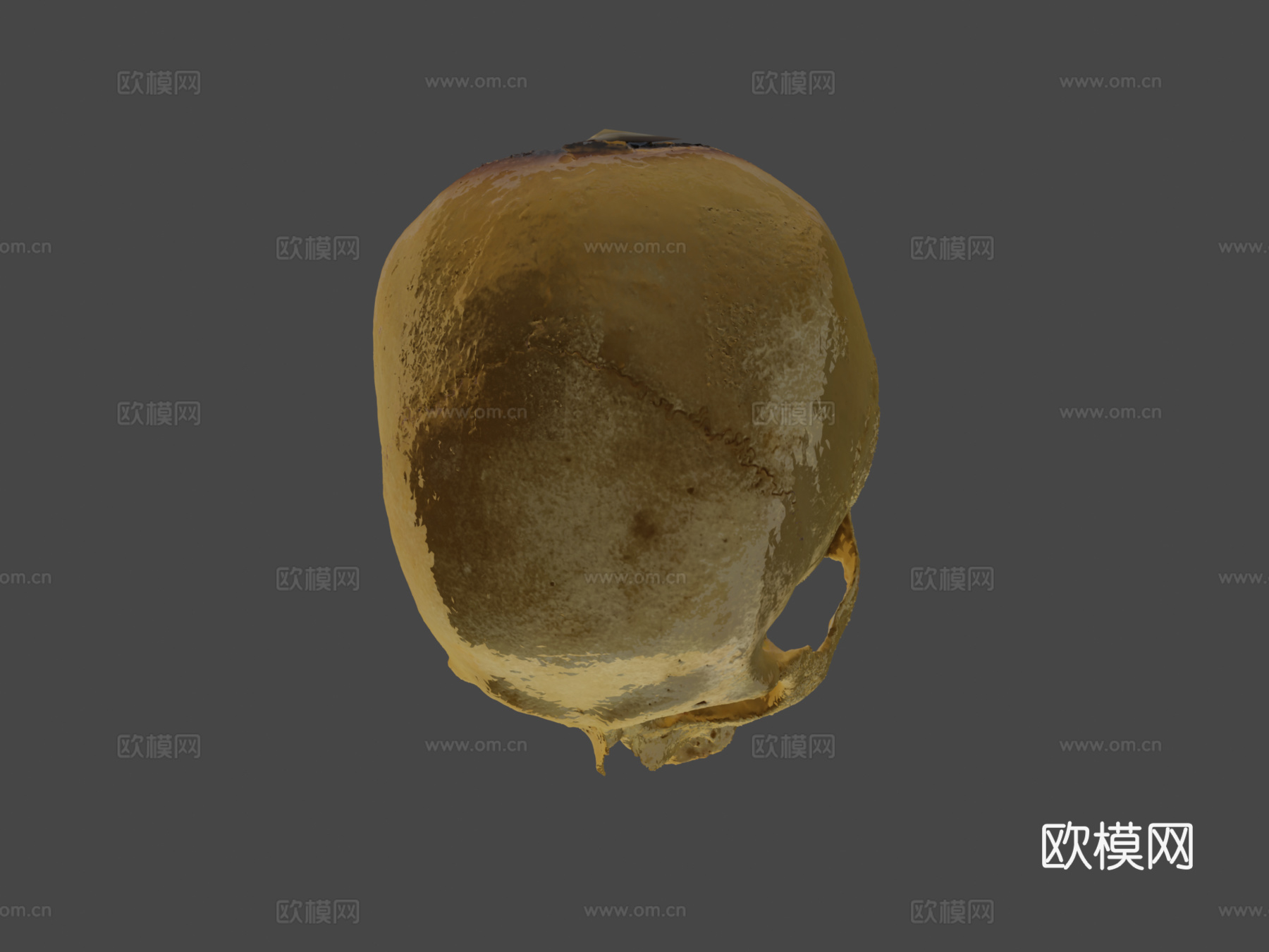 人类头骨3d模型