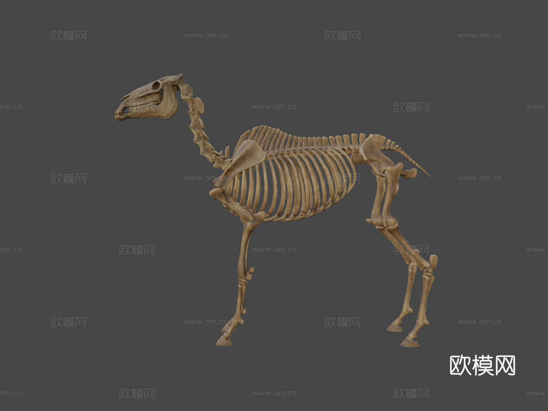 马骨架3d模型