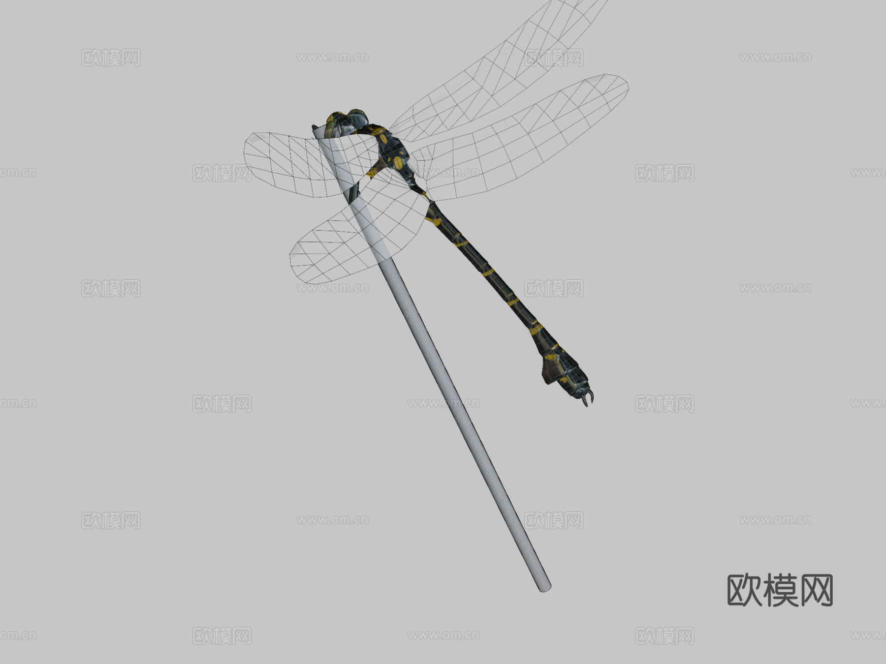 动画蜻蜓3d模型