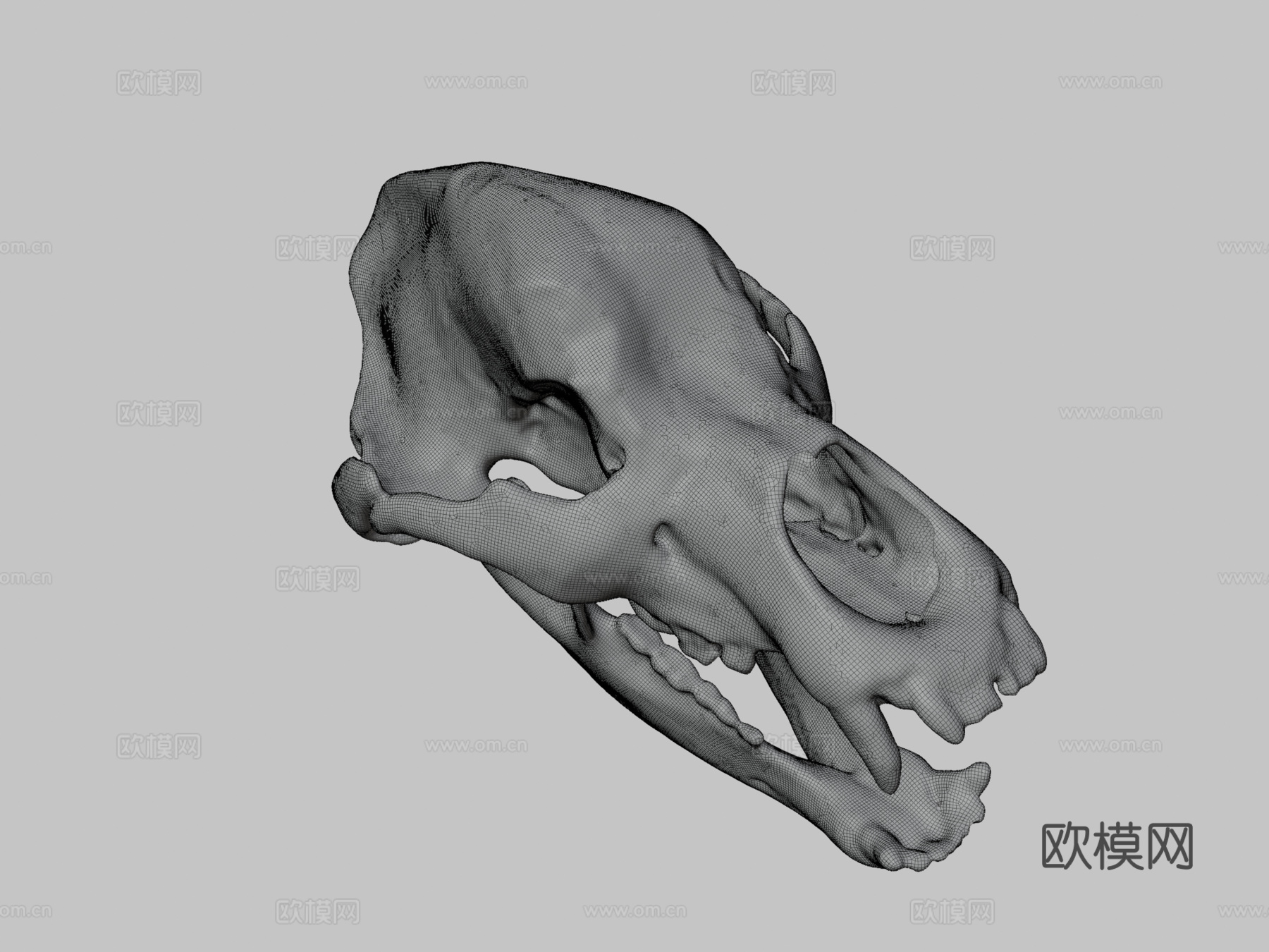 洞穴熊头骨3d模型