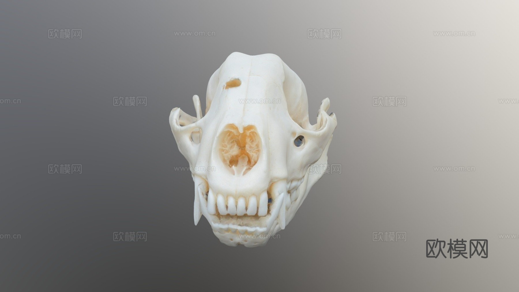 浣熊头骨3d模型