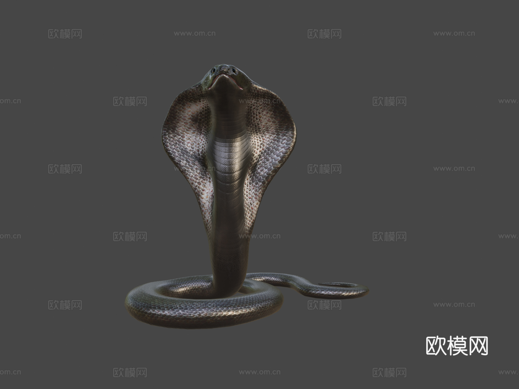 眼镜王蛇绑定低多边形3d模型