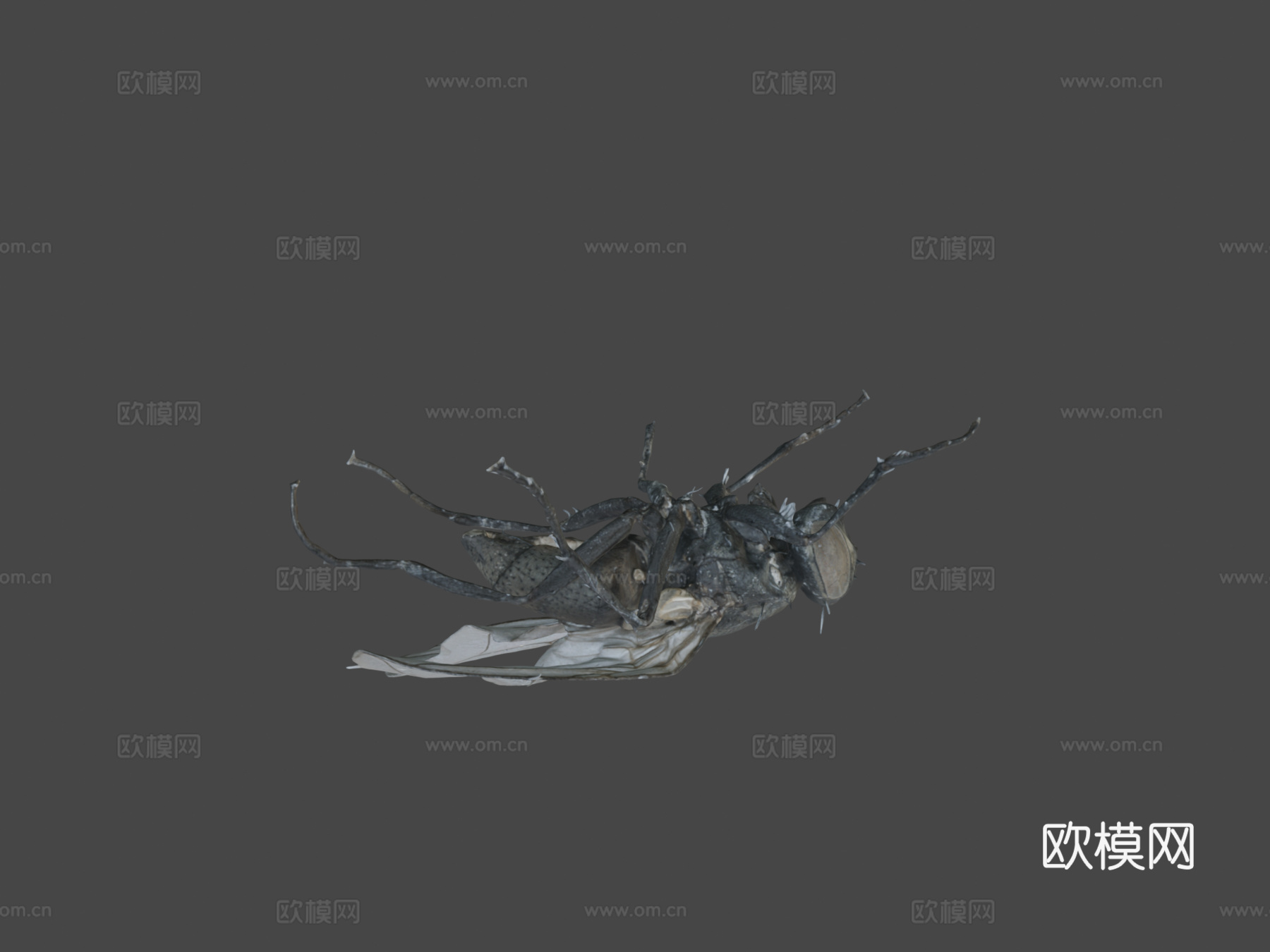 家蝇（自然历史数字档案(DiNArDa)）3d模型