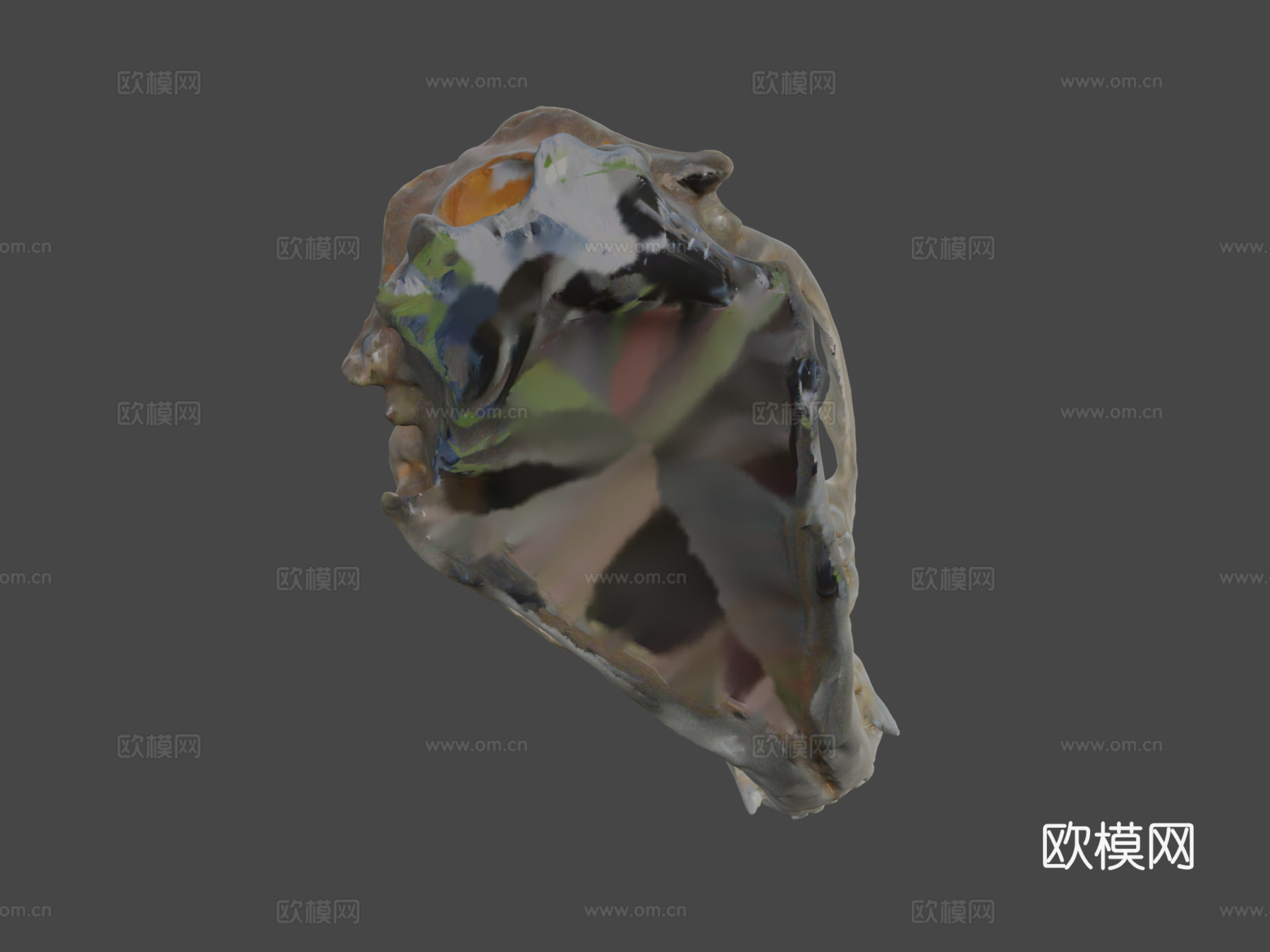 浣熊头骨3d模型