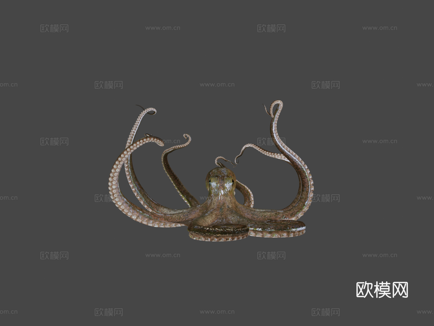 章鱼3d模型
