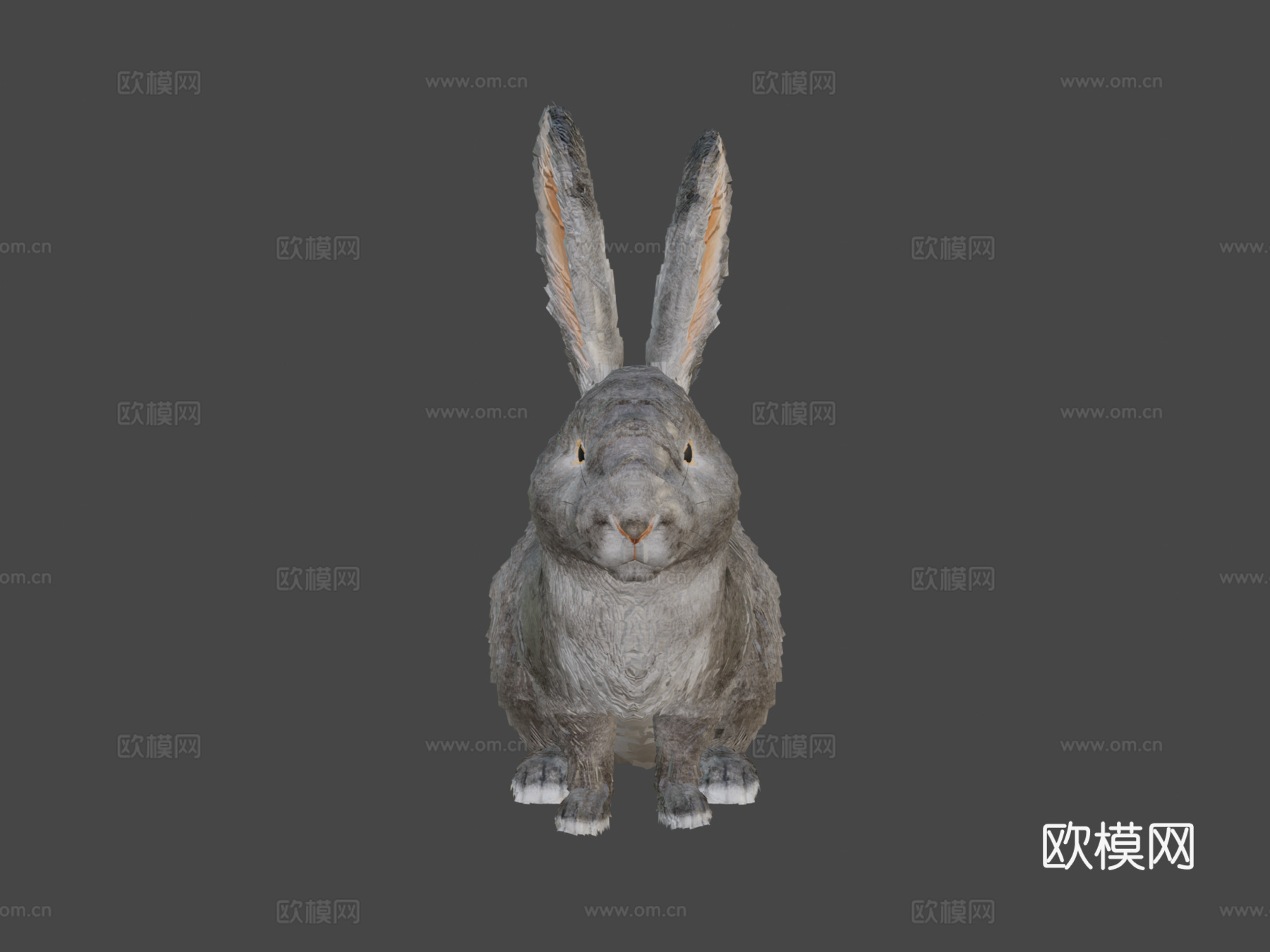 写实兔子3d模型