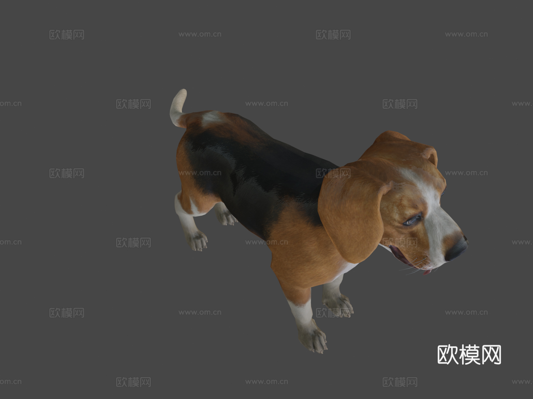 狗-比格犬3d模型