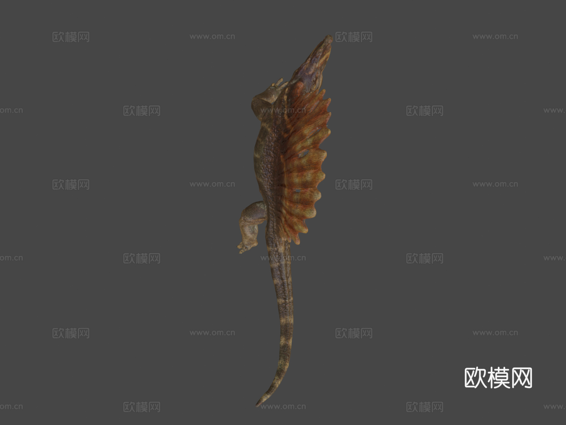 异齿龙3d模型