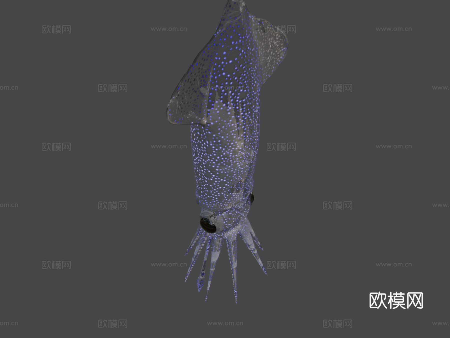 萤火鱿鱼3d模型