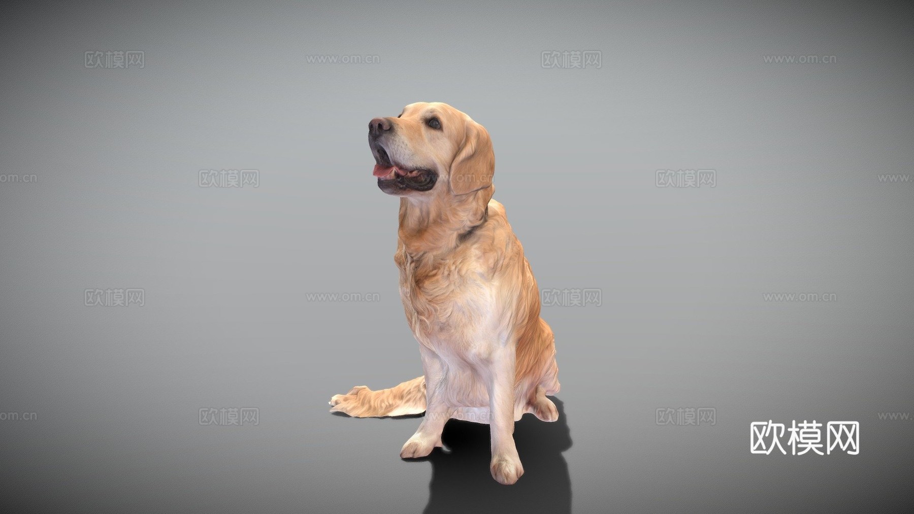 金毛犬23号3d模型
