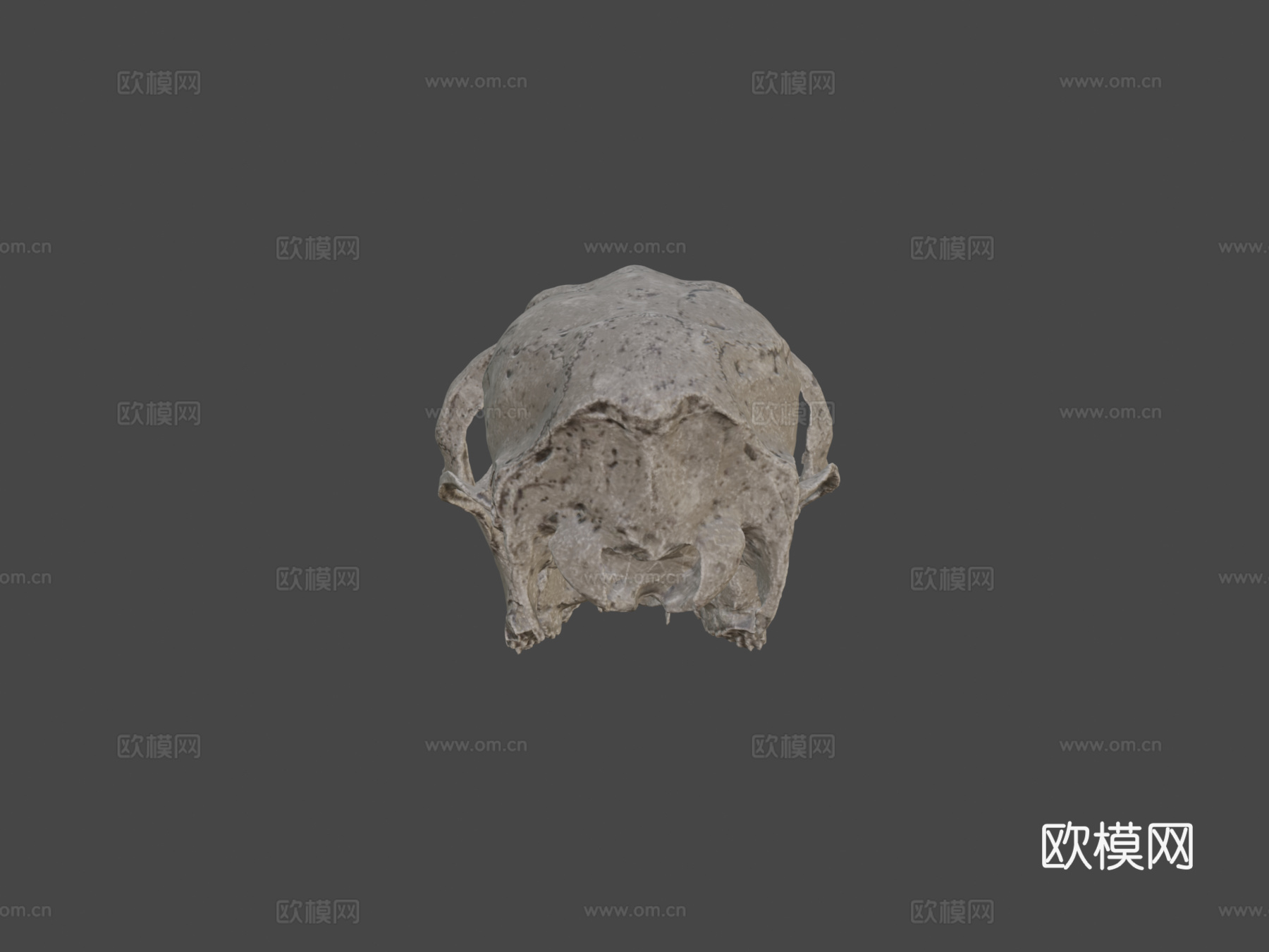 鹿头骨3d模型