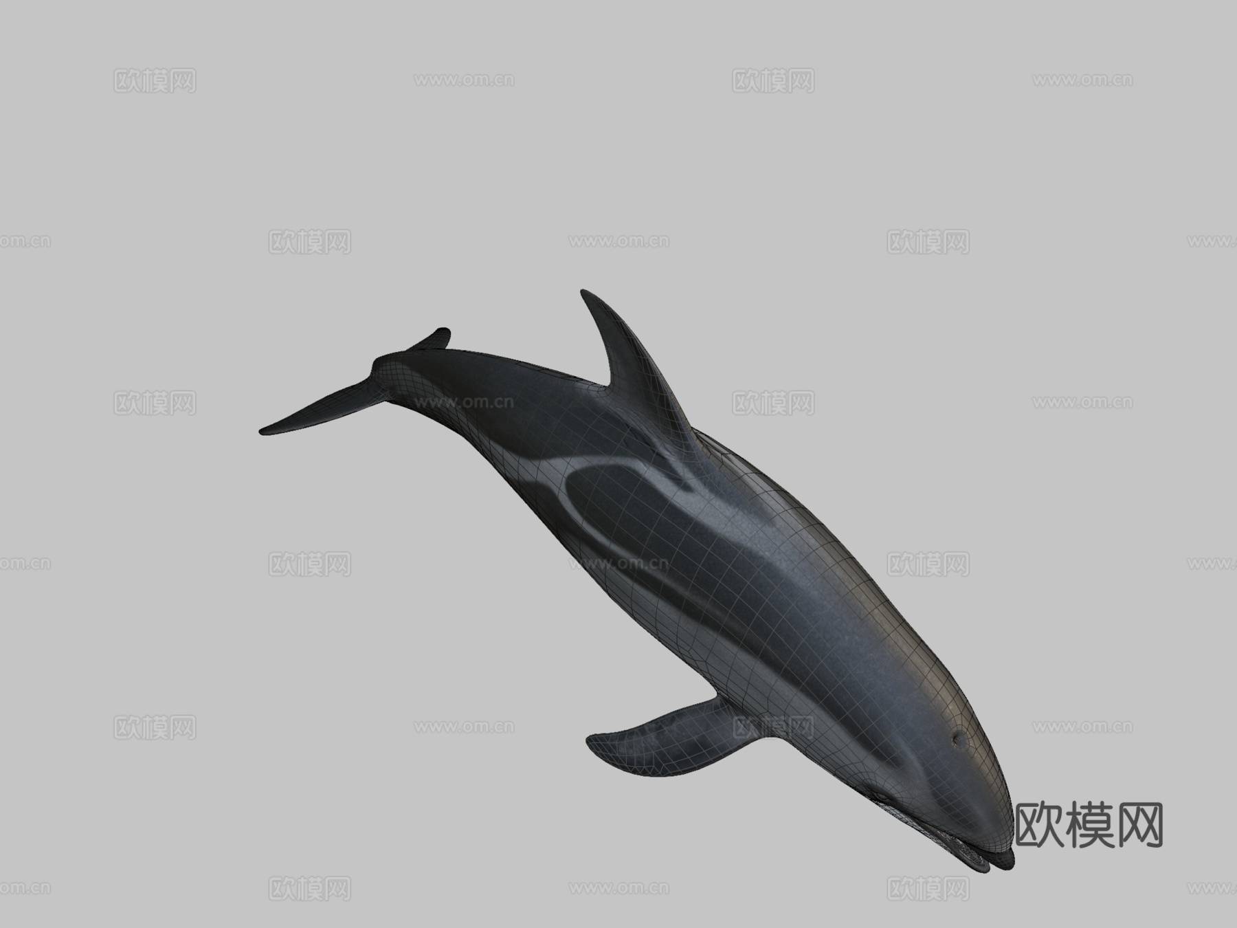 太平洋白侧海豚3d模型
