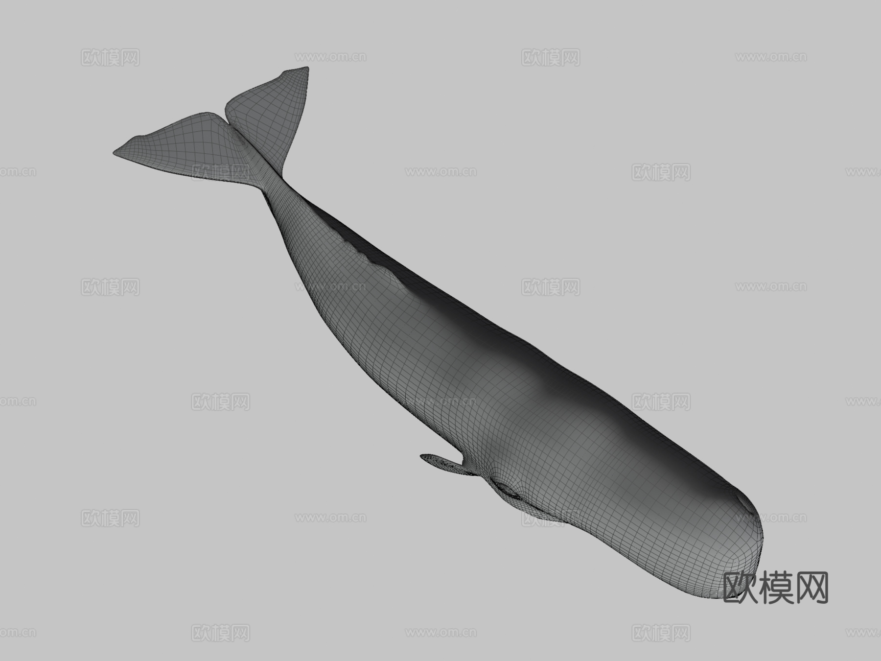 抹香鲸(Physeter Macrocephalous)-精3d模型